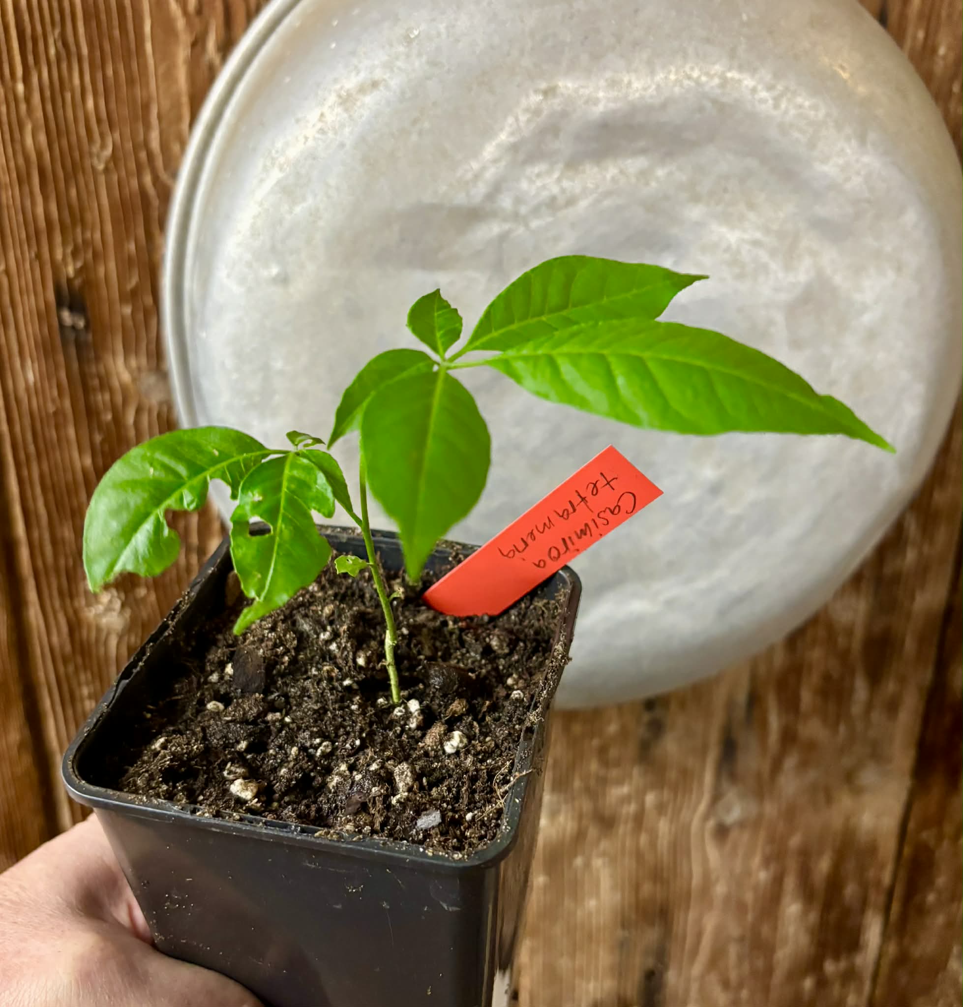Wooly Leaved Sapote (Casimiroa tetrameria)  -  1 potted seedling / 1 getopfter Sämling