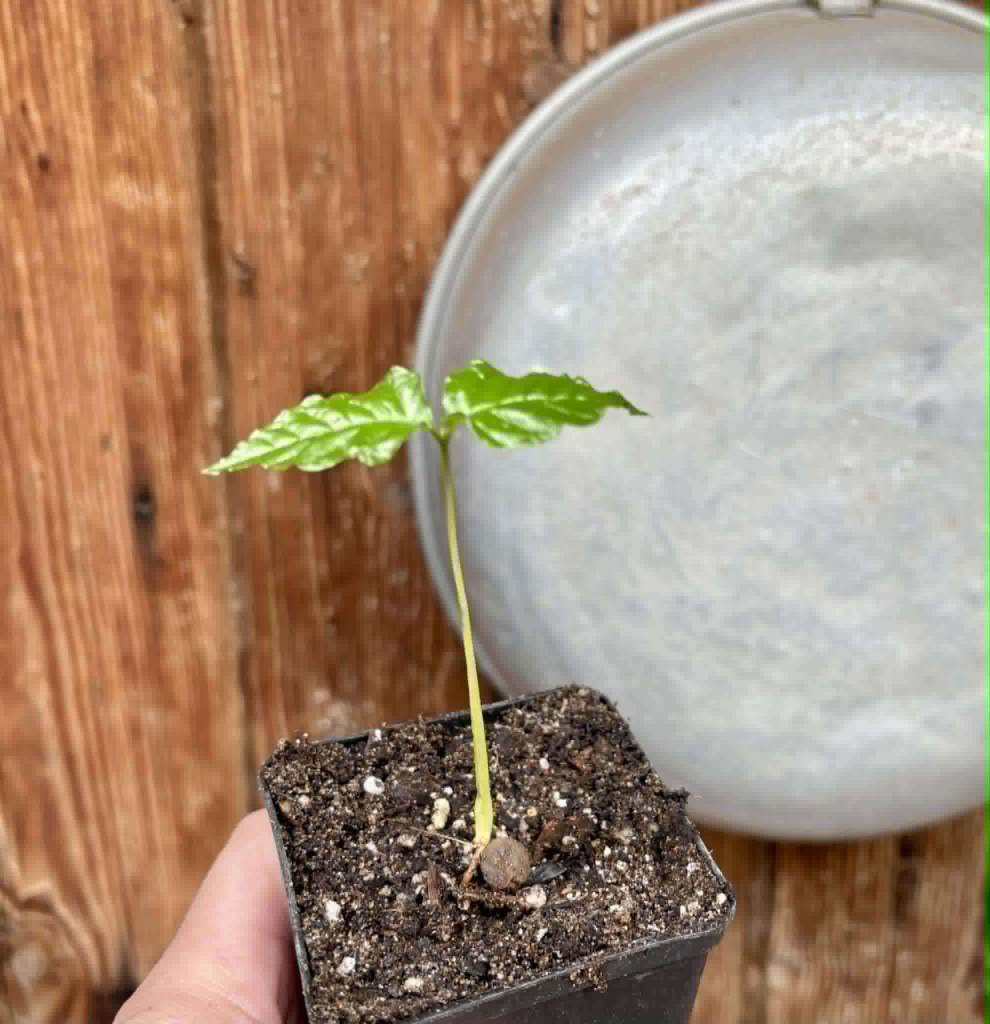 Guabiroba folha de maçã (Campomanesia malifolia) -  1 potted seedling / 1 getopfter Sämling