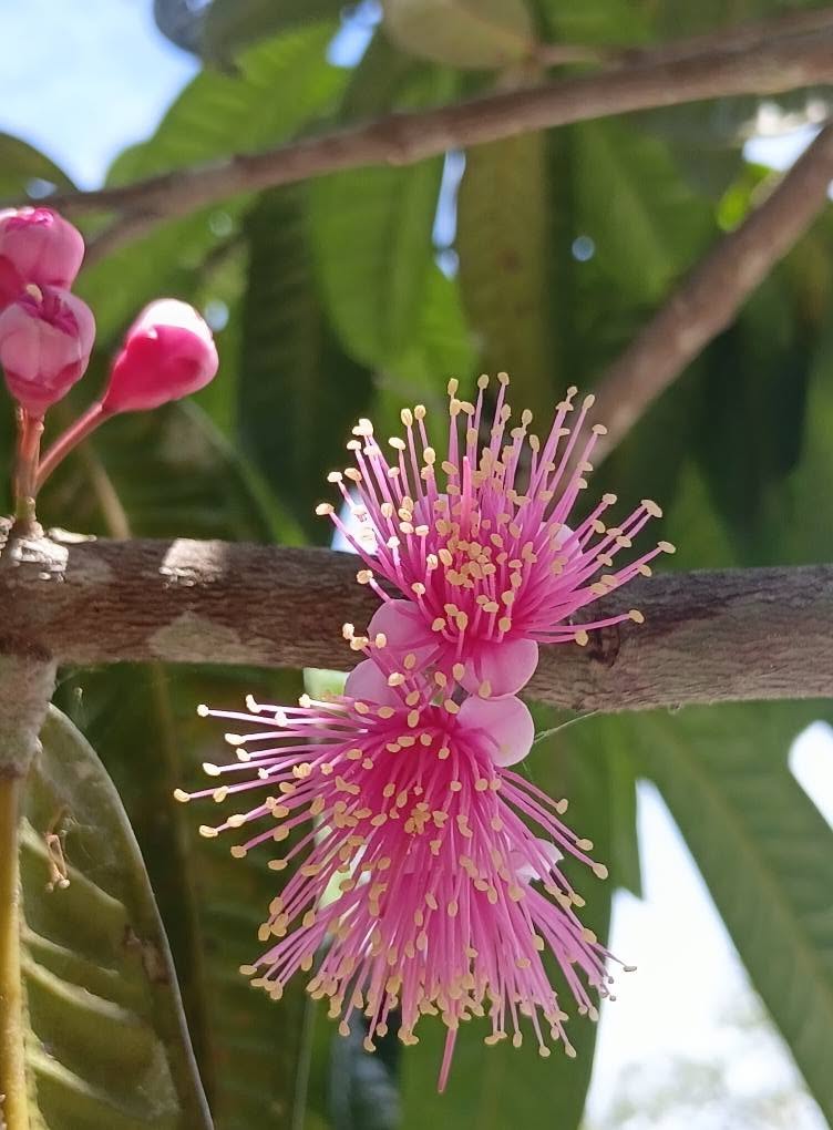 Pre Order - Syzygium rubrocarpum - 1 fresh seed / 1 frischer Samen