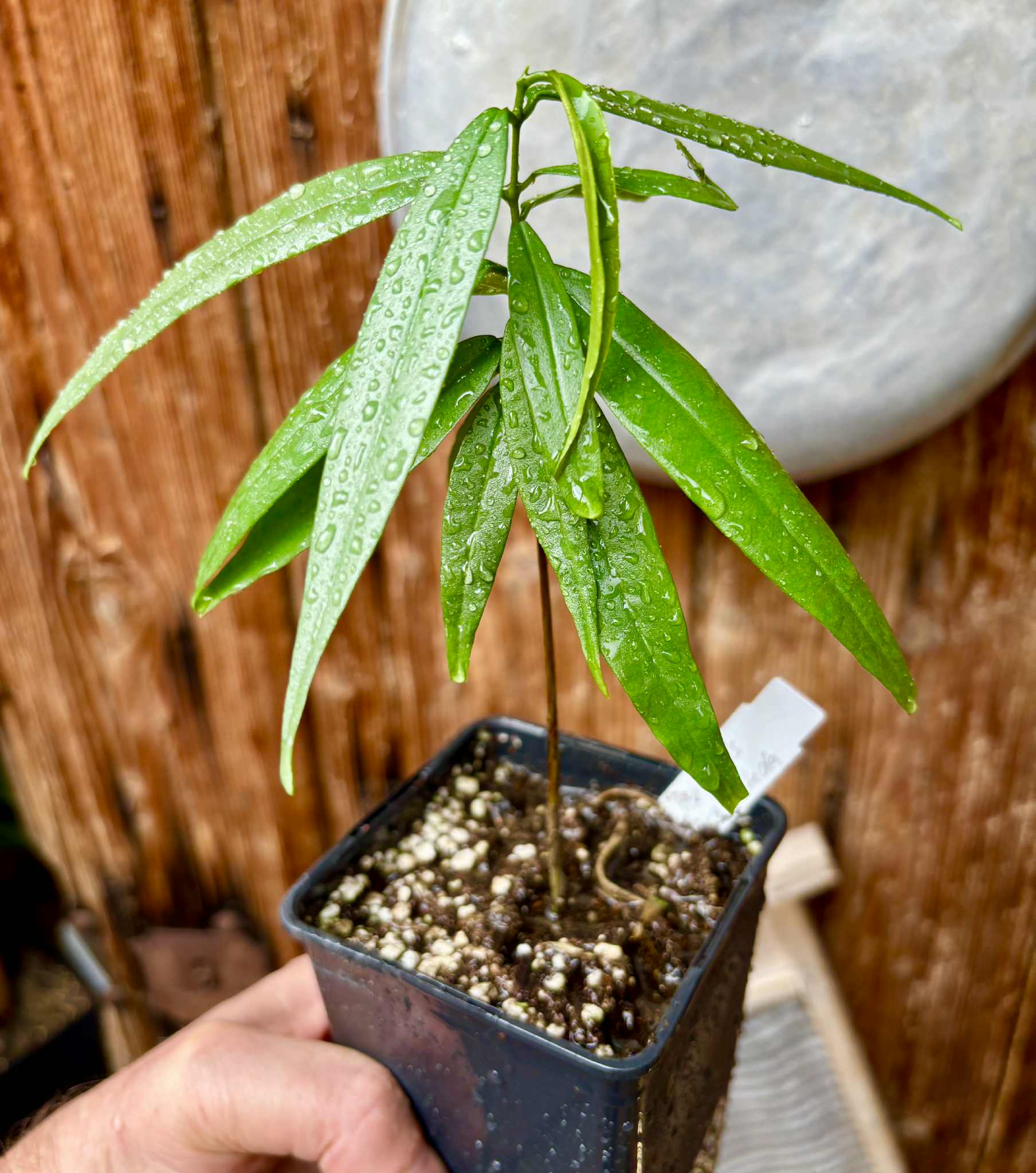 Eugenia bahiensis var. Sementes pintada  - 1 potted plant / 1 getopfte Pflanze