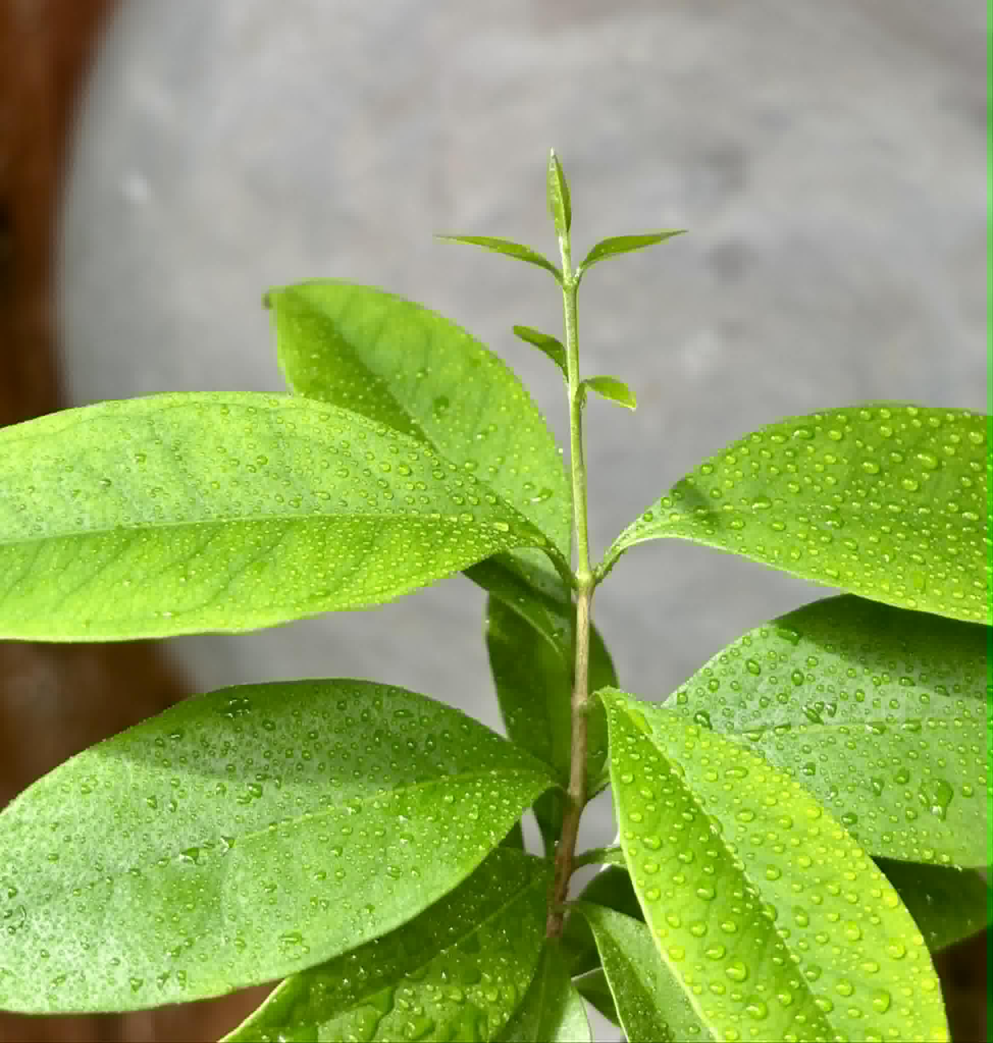 Eugenia punicifolia - 1 potted plant / 1 getopfte Pflanze