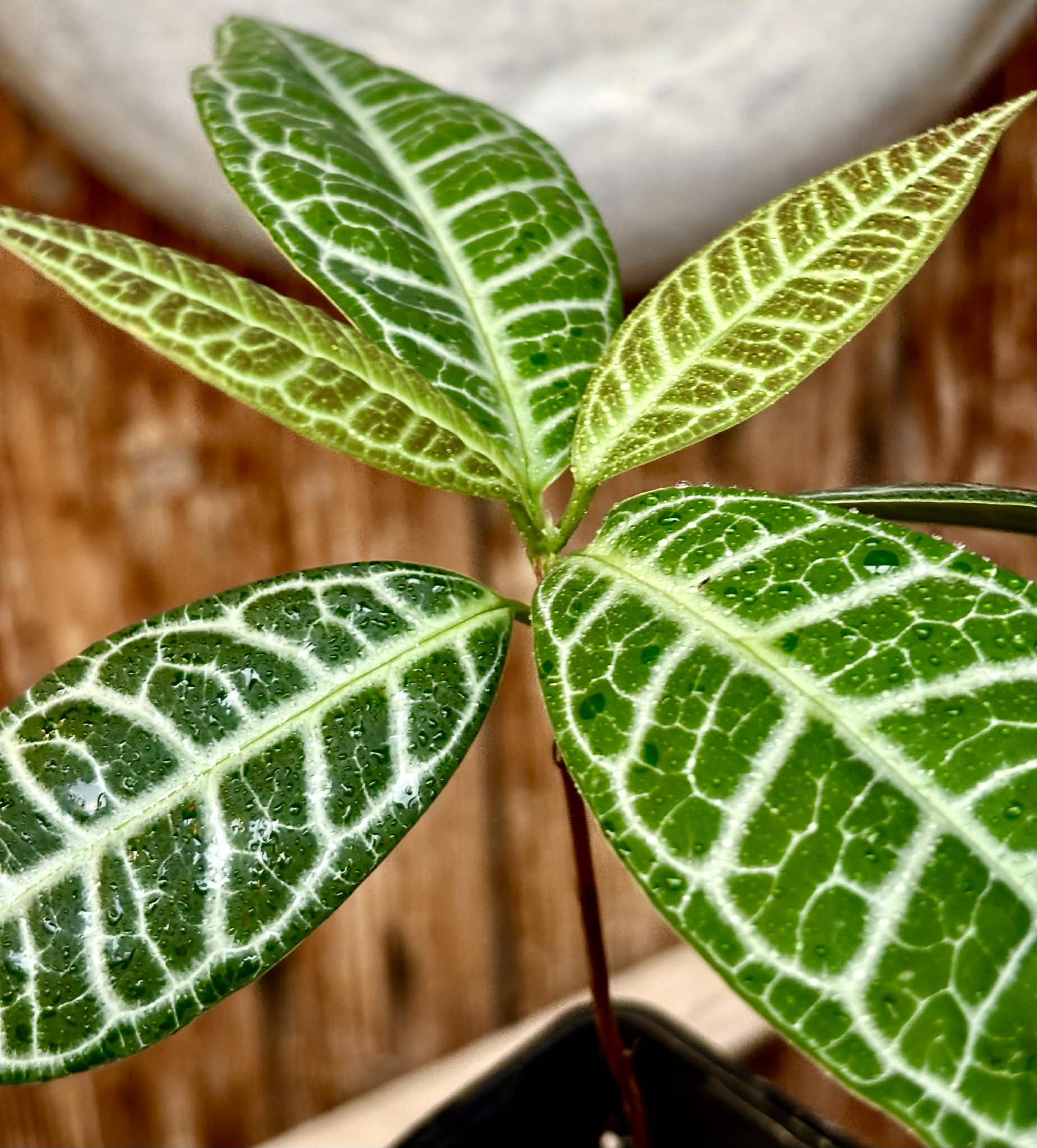 Eugenia sp Labisia -  1 potted plant / 1 getopfte Pflanze