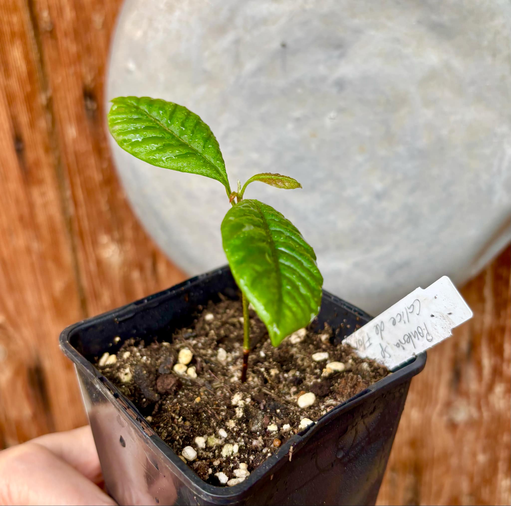 Pouteria sp Calice de Flor  -  1 small potted seedling / 1 kleiner, getopfter Sämling