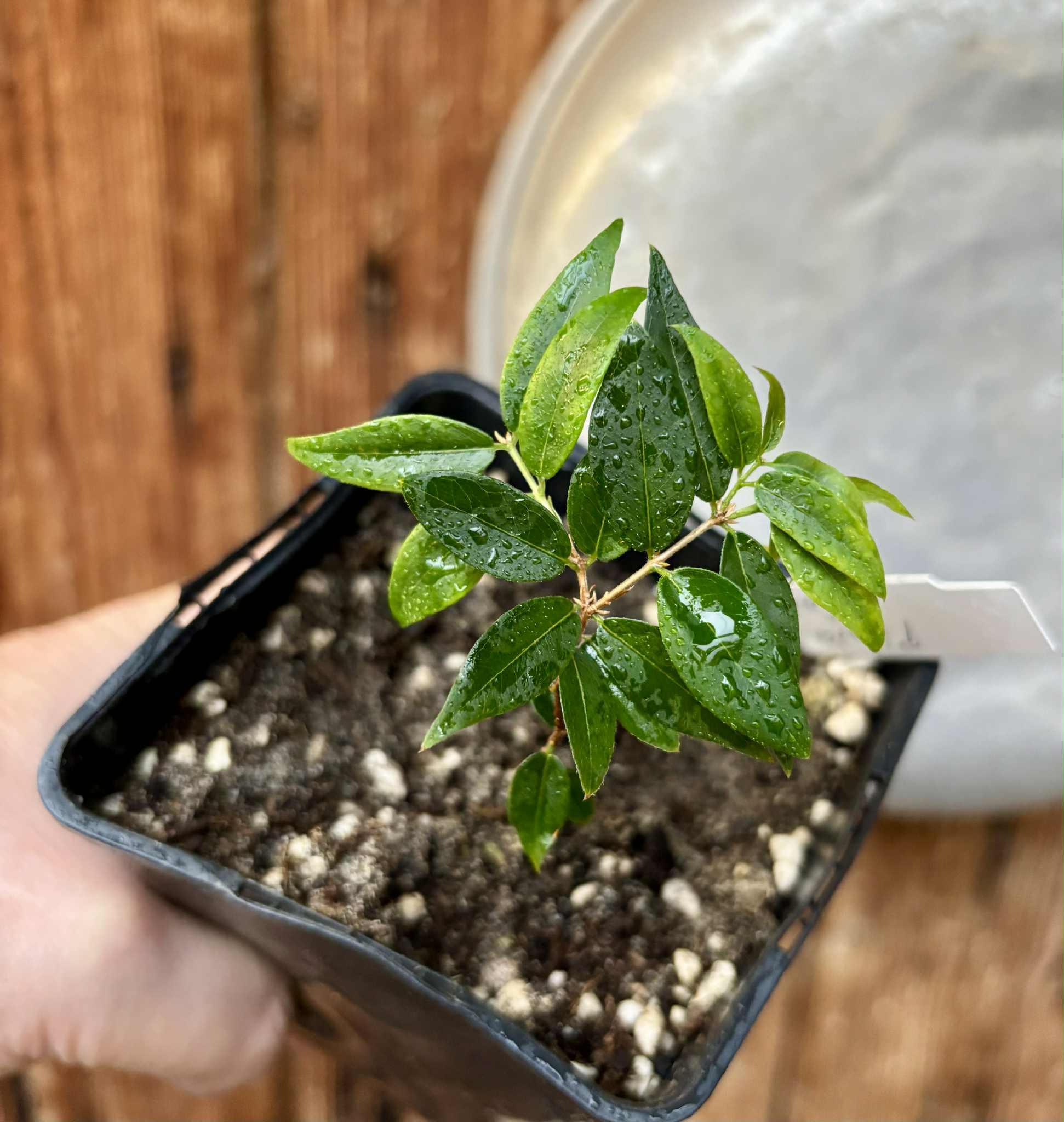 Plinia sp. Corrientes Argentina -  1 potted seedling / 1 getopfter Sämling