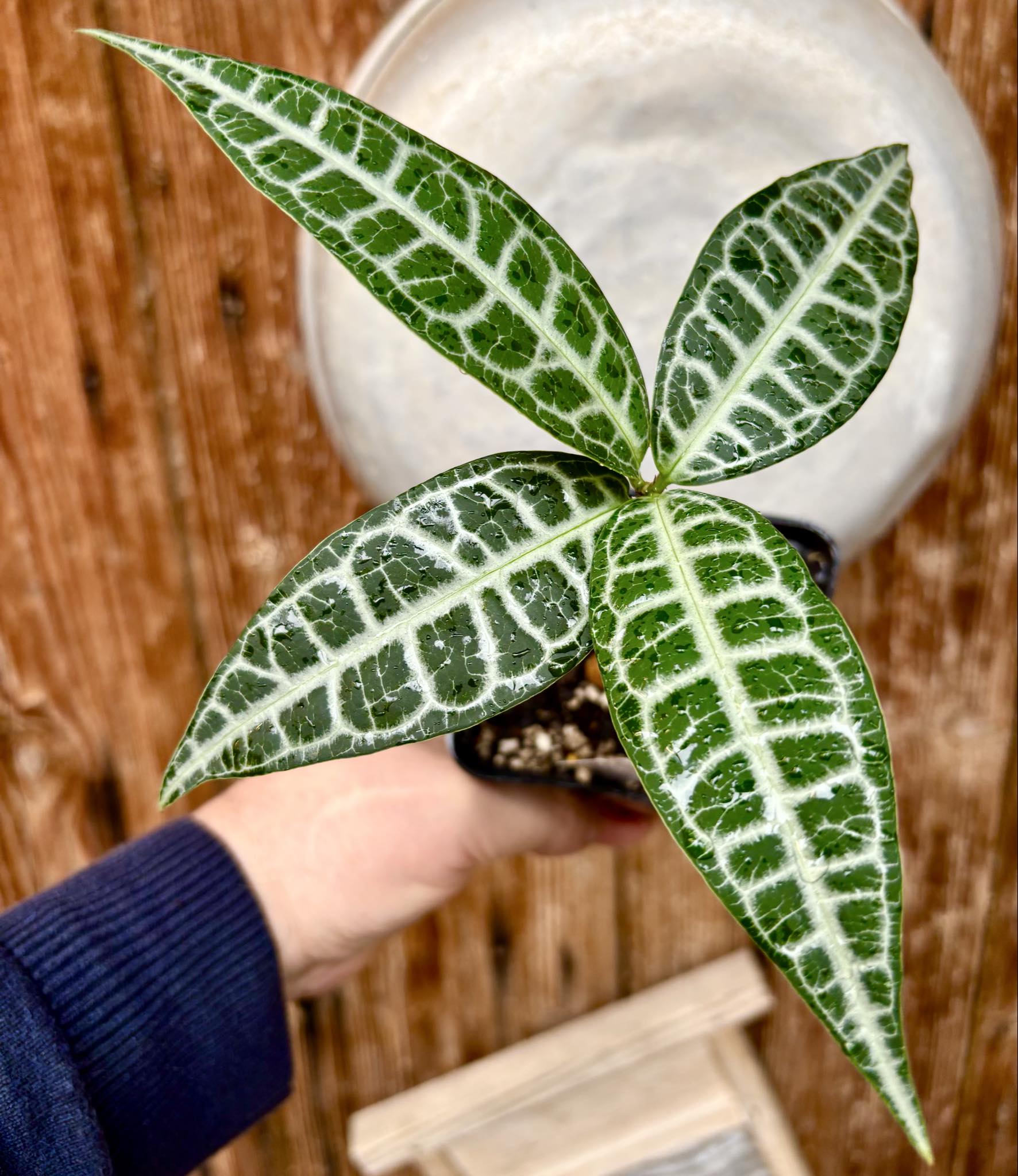 Eugenia sp Labisia Nr. B -  1 potted plant / 1 getopfte Pflanze