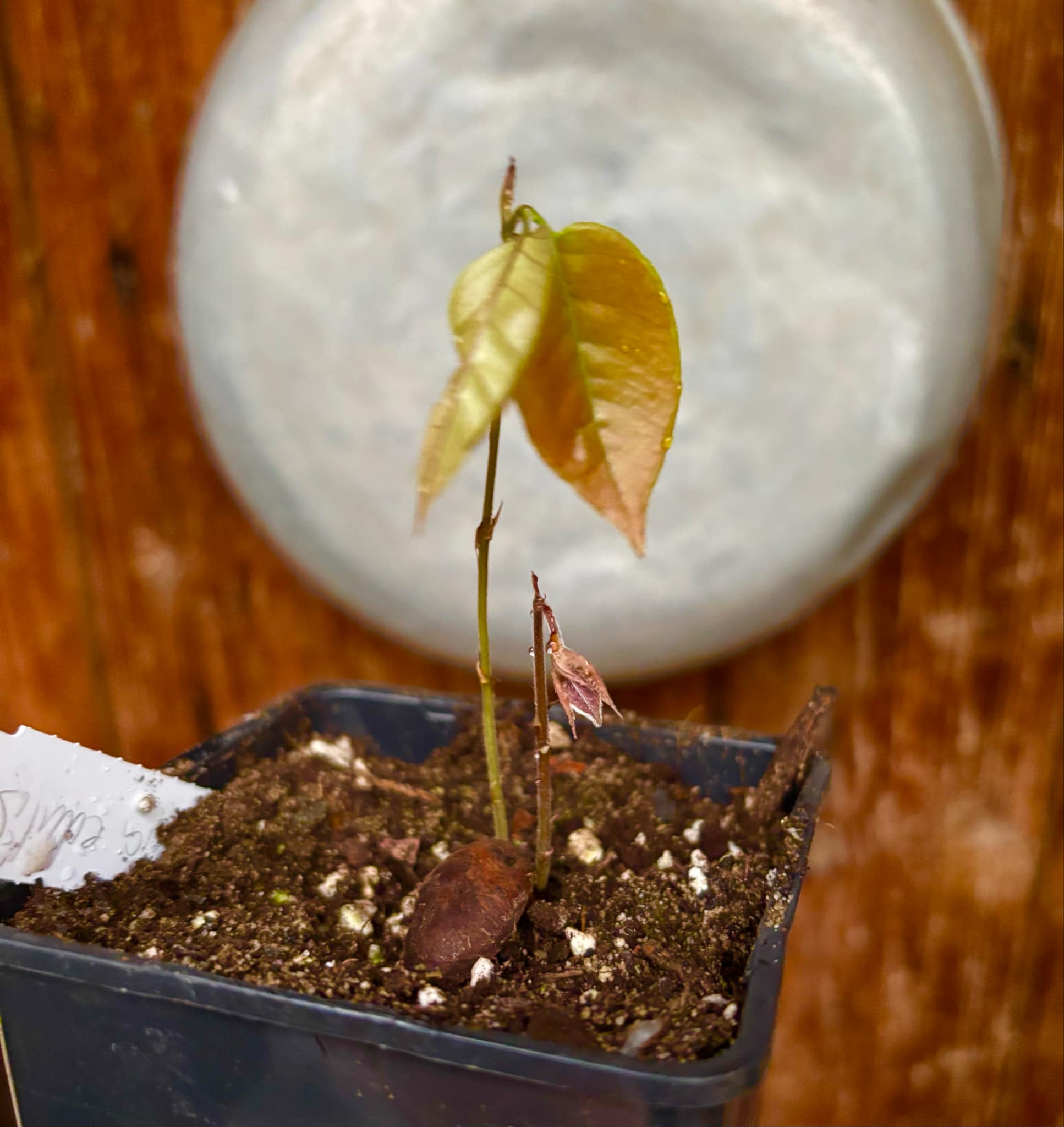 Plinia edulis - 1 small potted seedling / 1 kleiner, getopfter Sämling