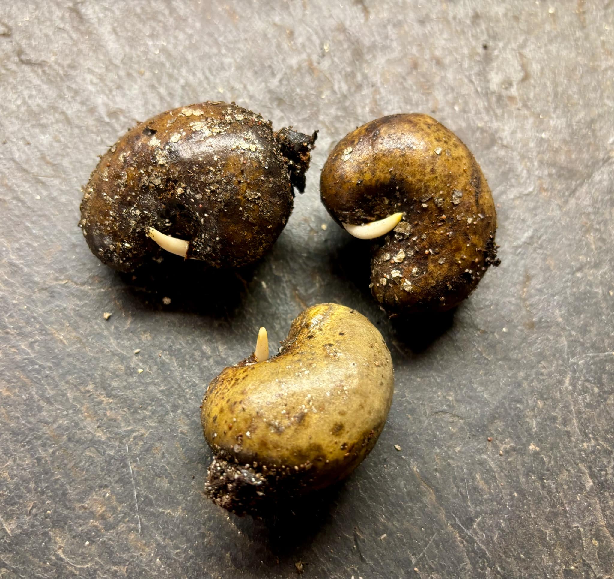 Anacardium occidentale - Cashew - 1 germinated seed / 1 gekeimter Samen