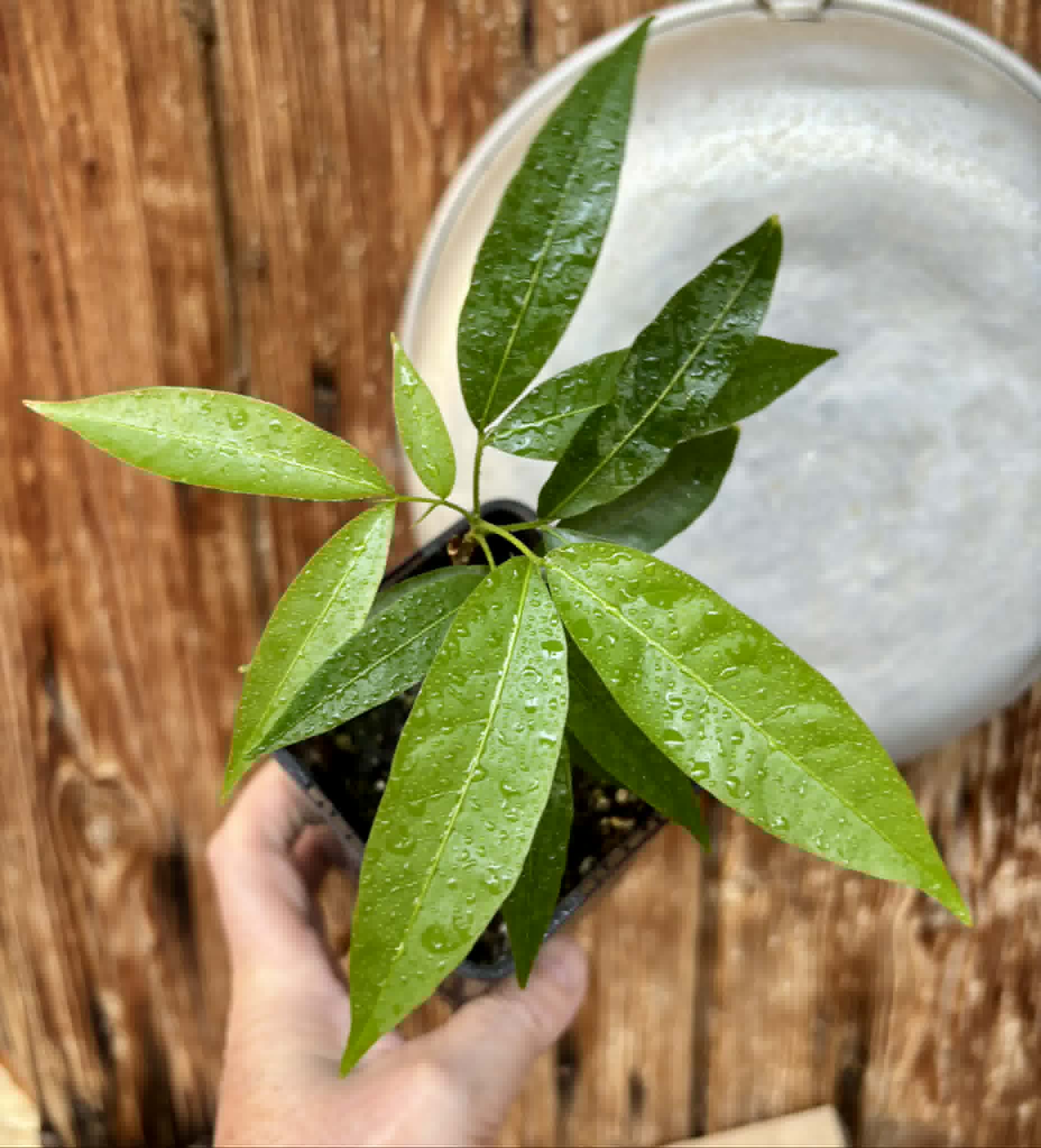 Talisia esculenta - Pitomba do Nordeste - 1 potted seedling / 1 getopfter Sämling
