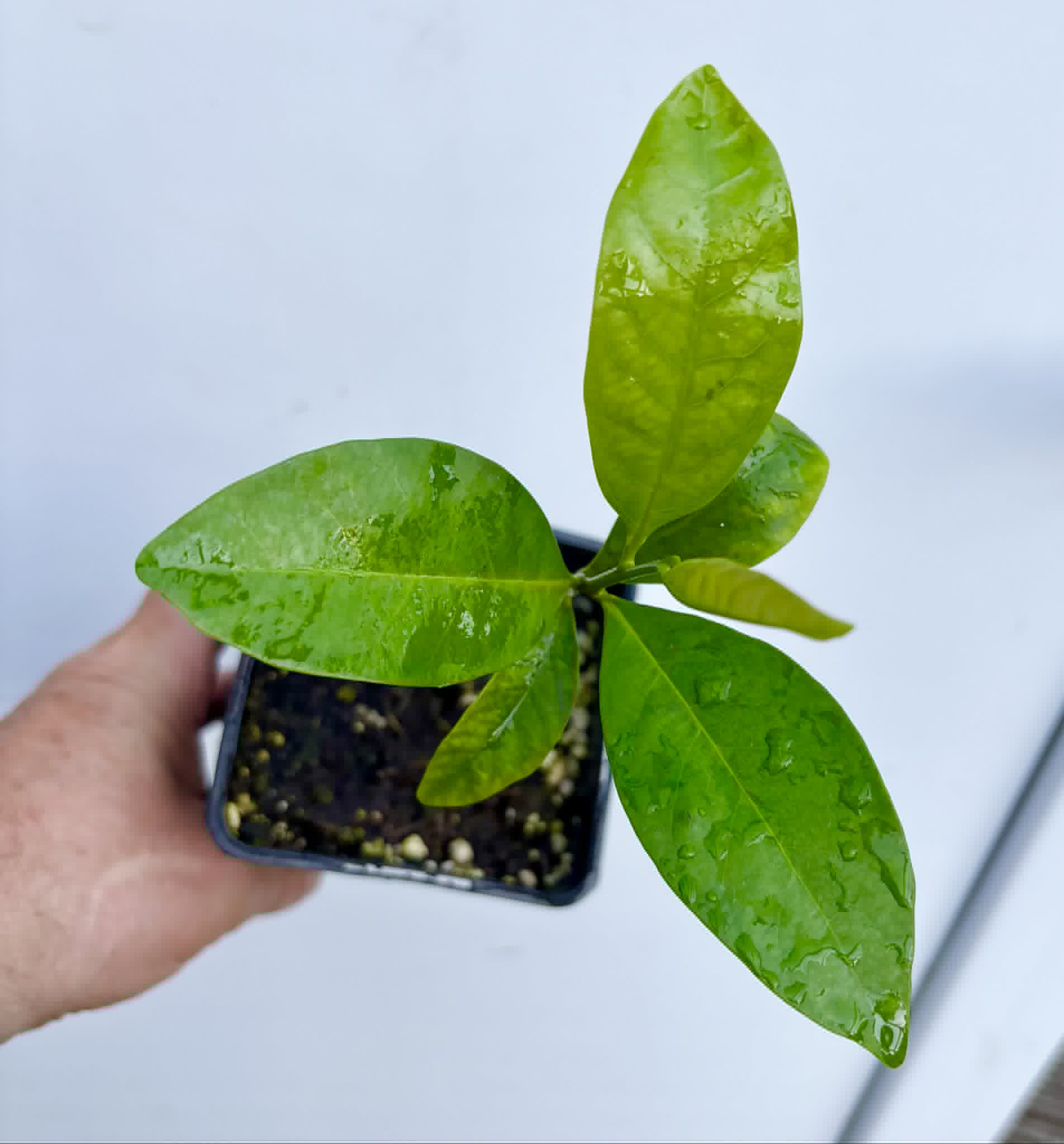 Black Sapote var. Bernecker (Diospyros nigra) - 1 potted seedling / 1 getopfter Sämling