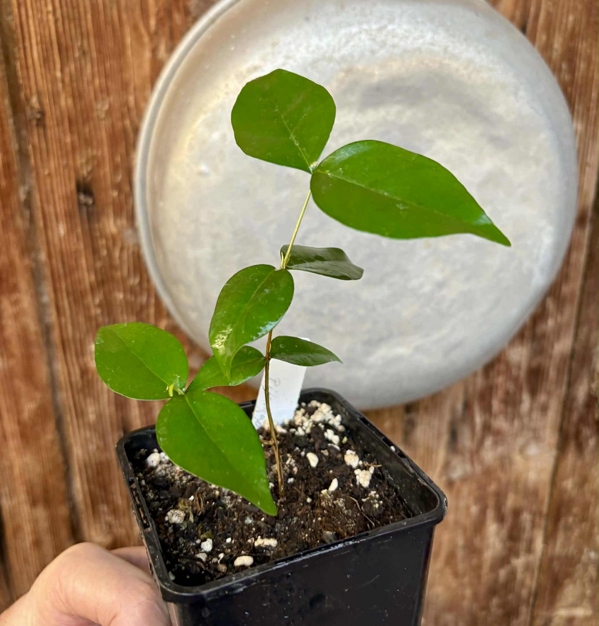 Eugenia uniflora var. Gigante Pitangao  - 1 potted seedling / 1 getopfter Sämling Kopie