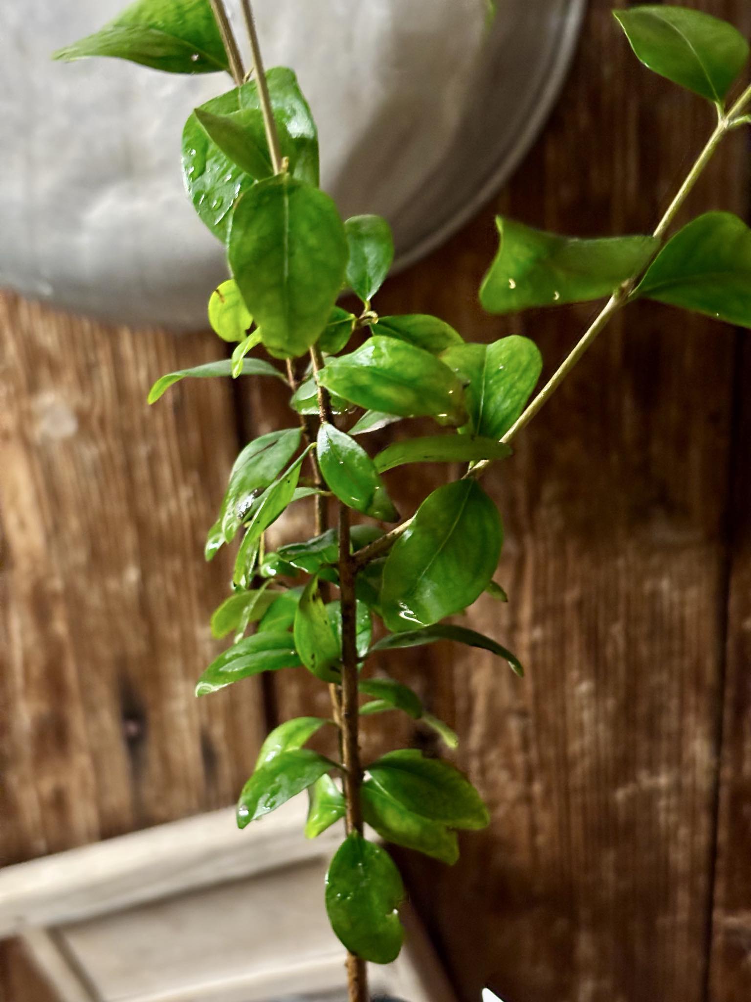  three years old - Eugenia repanda - 1 potted plant / 1 getopfte Pflanze