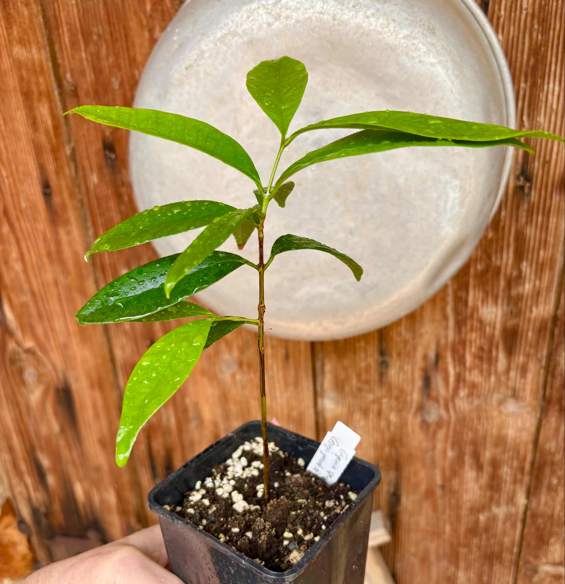 Eugenia sp Cereja Grande da Bahia - 1 potted plant / 1 getopfte Pflanze