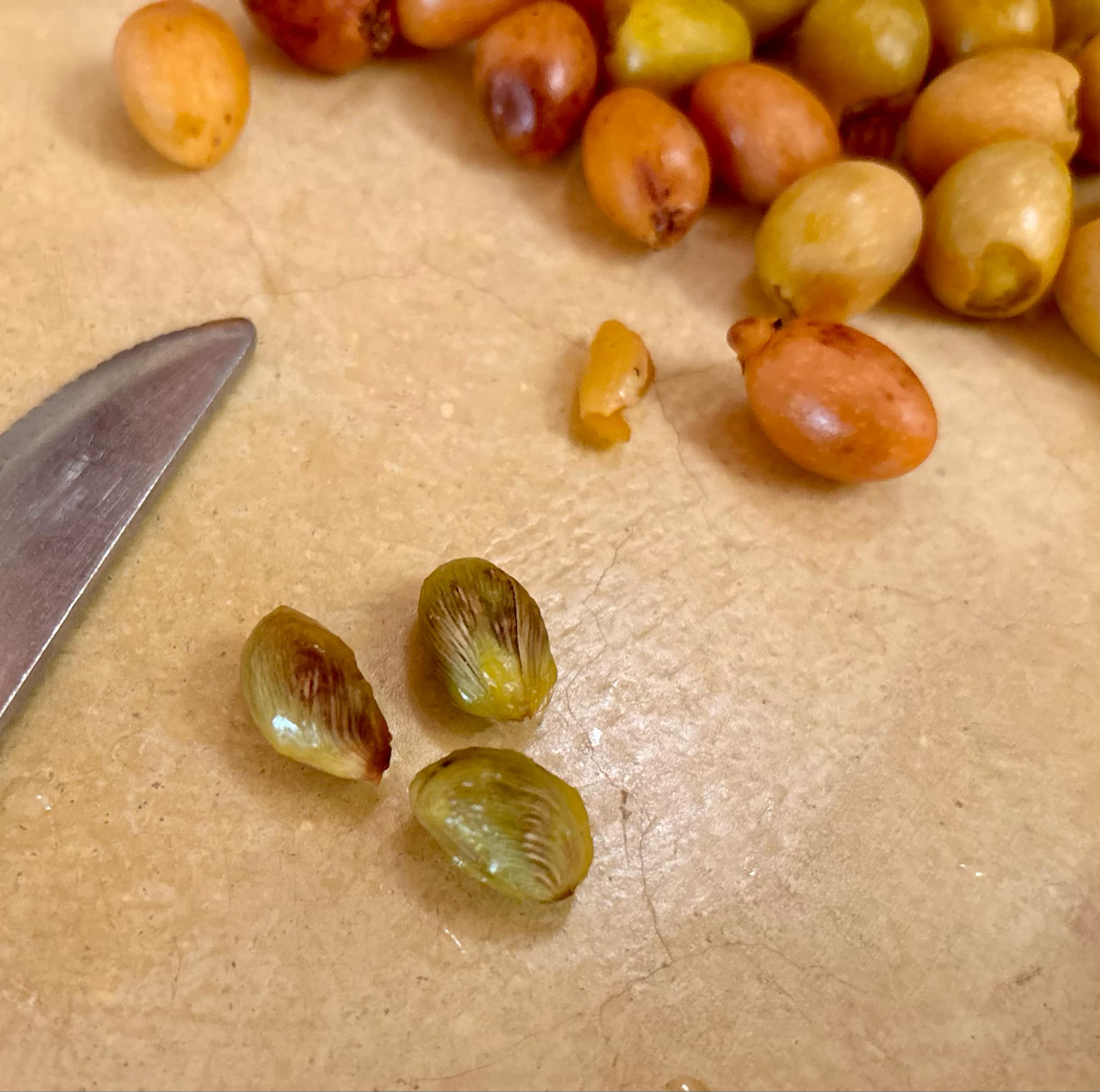 Palm Syagrus romanzoffiana -  1 potted plant / 1 getopfte Pflanze