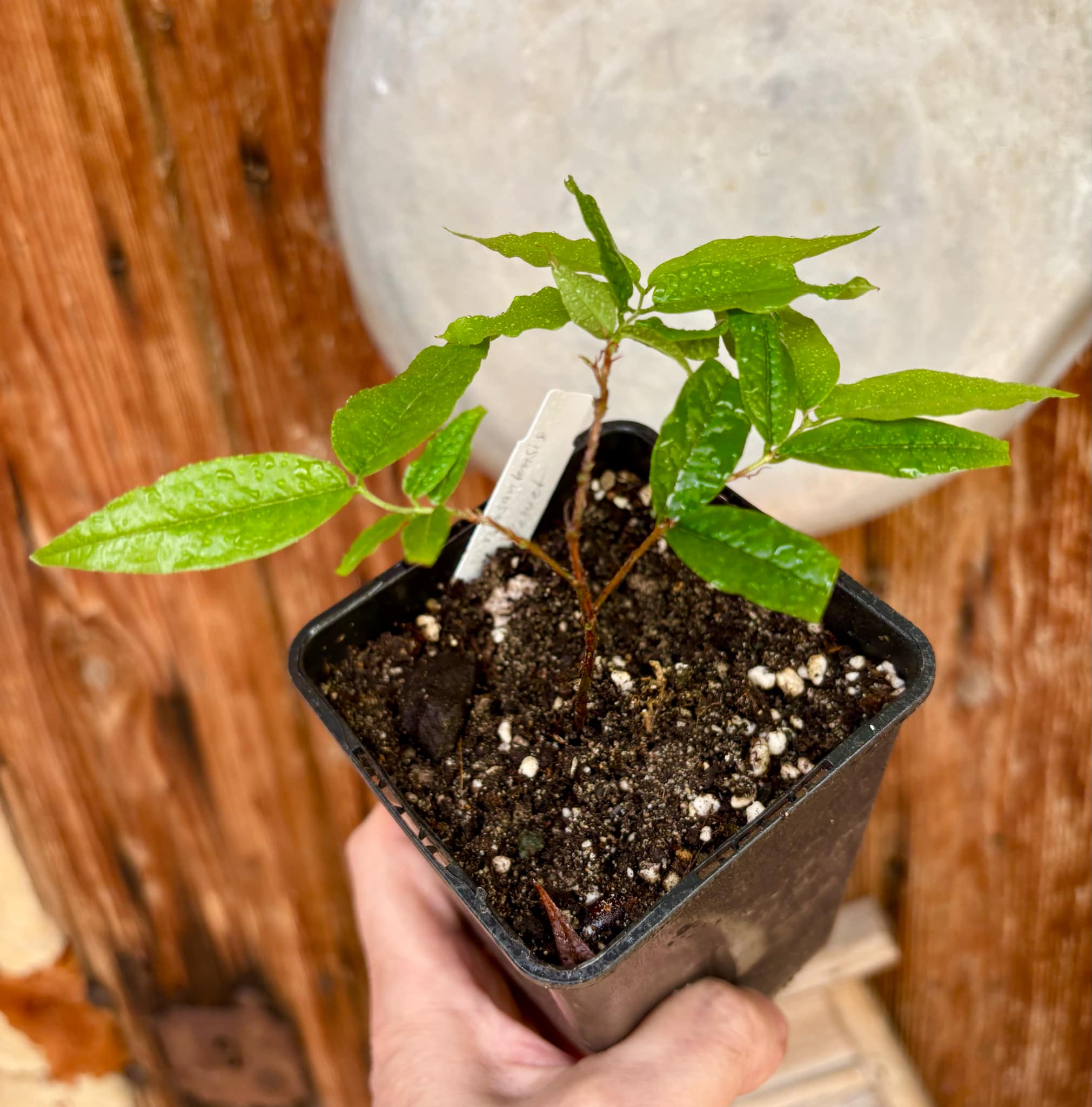 Plinia spiritosantensis var. Mucuri Velvet - 1 potted plant/ 1 getopfte Pflanze