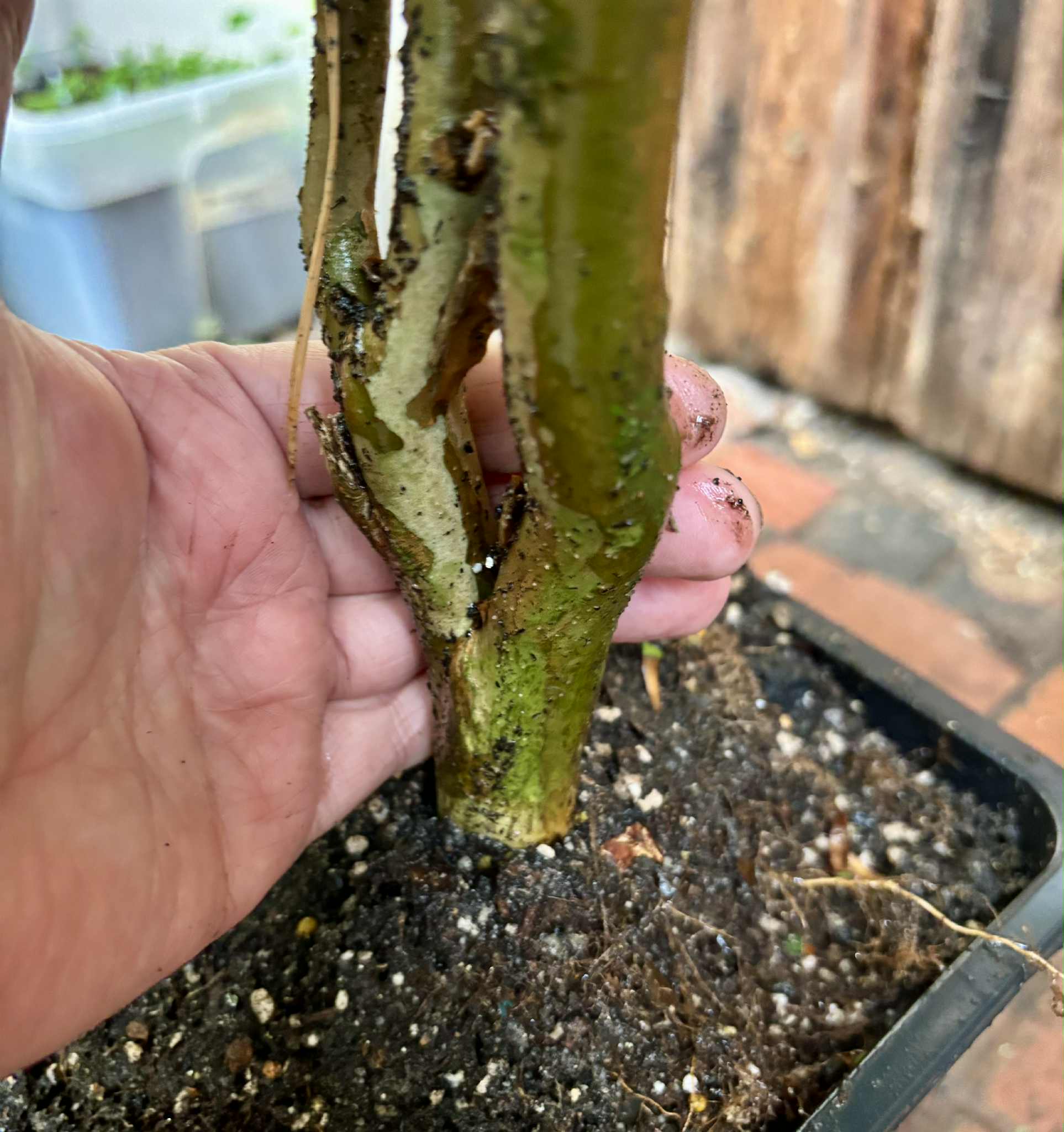 7+ years old - Jaboticaba Navel Costada (Plinia sp Navel Costada)  - 1 potted plant / 1 getopfte Pflanze