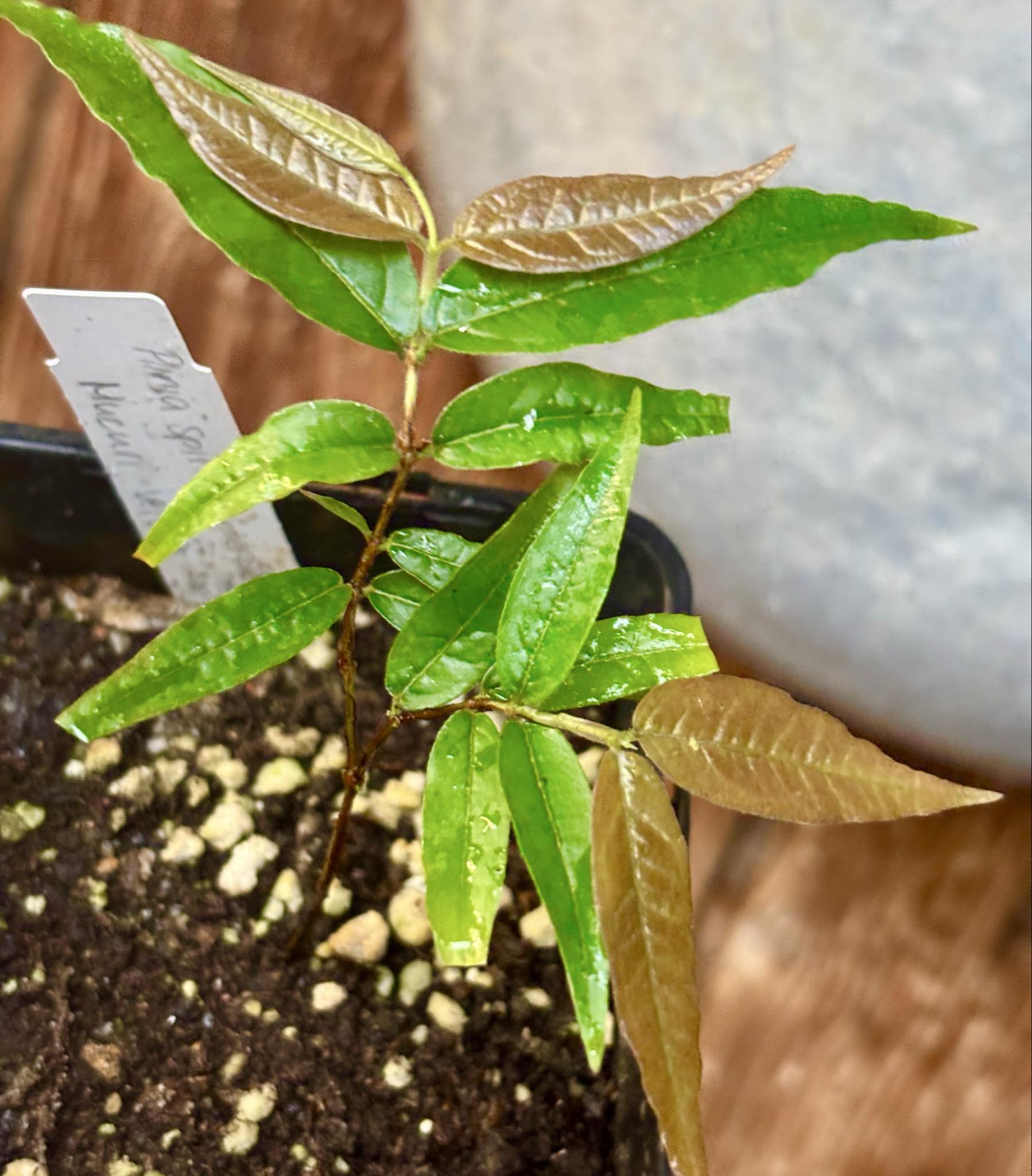 Plinia spiritosantensis var. Mucuri Velvet - 1 potted plant/ 1 getopfte Pflanze