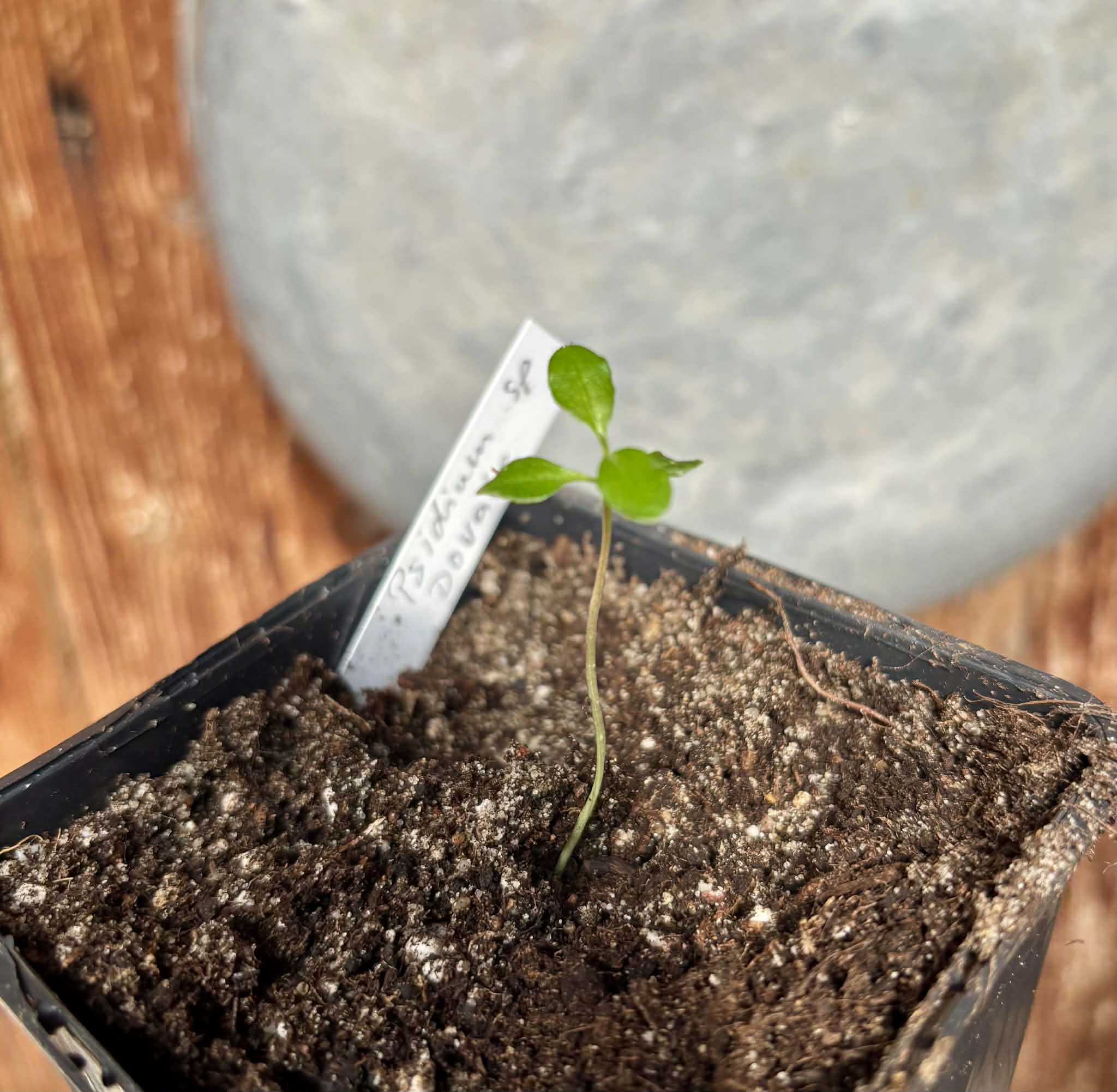 Psidium sp Dovale - 1 potted seedling / 1 getopfter Sämling