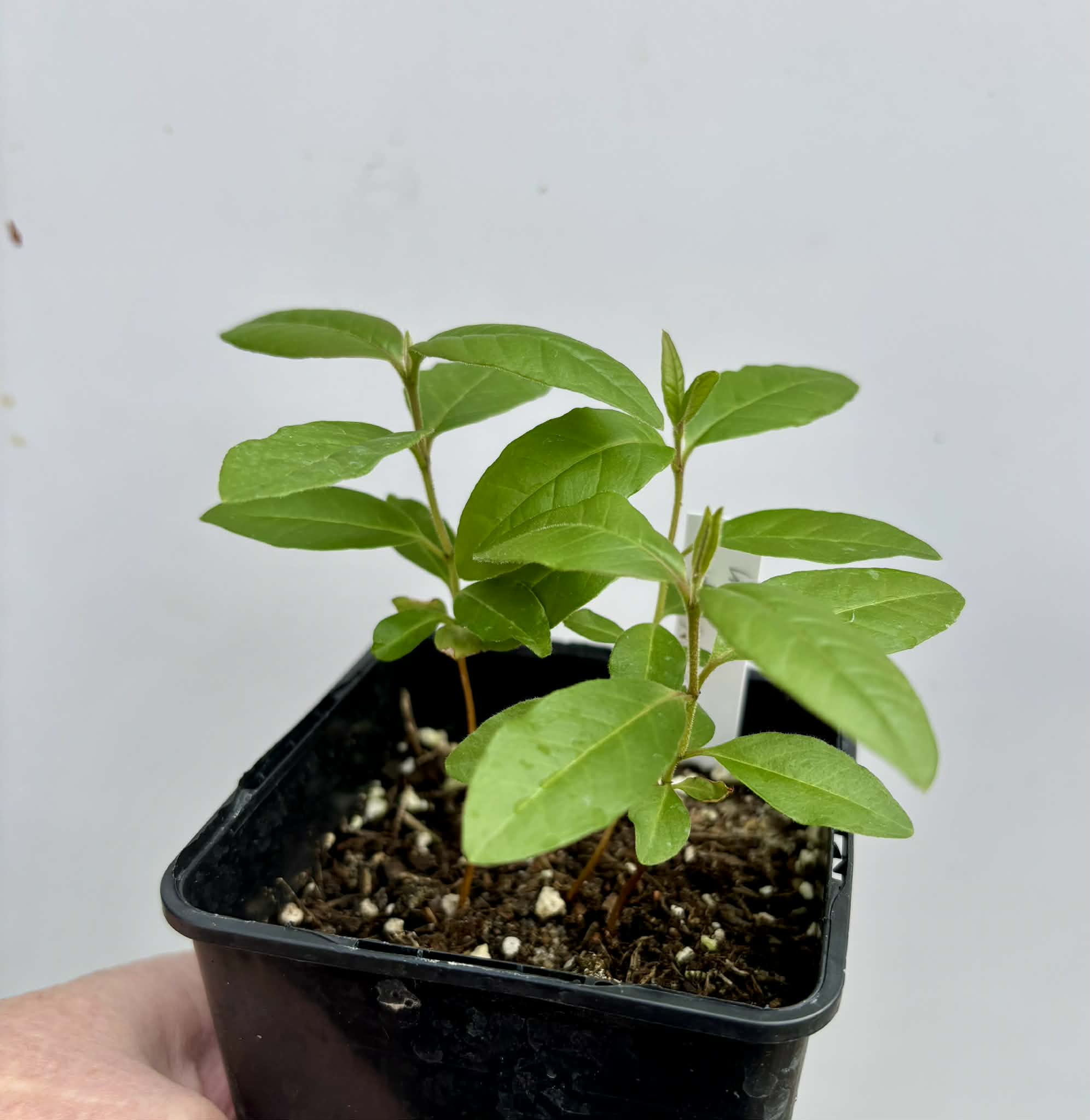 3 in 1 pot - Araca roxo (Psidium rufum)  - 3 seedlings in one pot / 3 Sämlinge in einem Topf