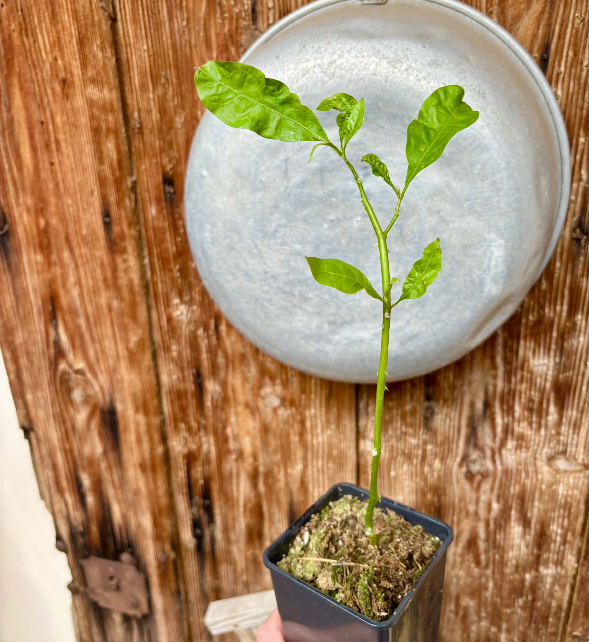 rooted cutting - Solanum schizandrum - 1 potted plant / 1 getopfte Pflanze
