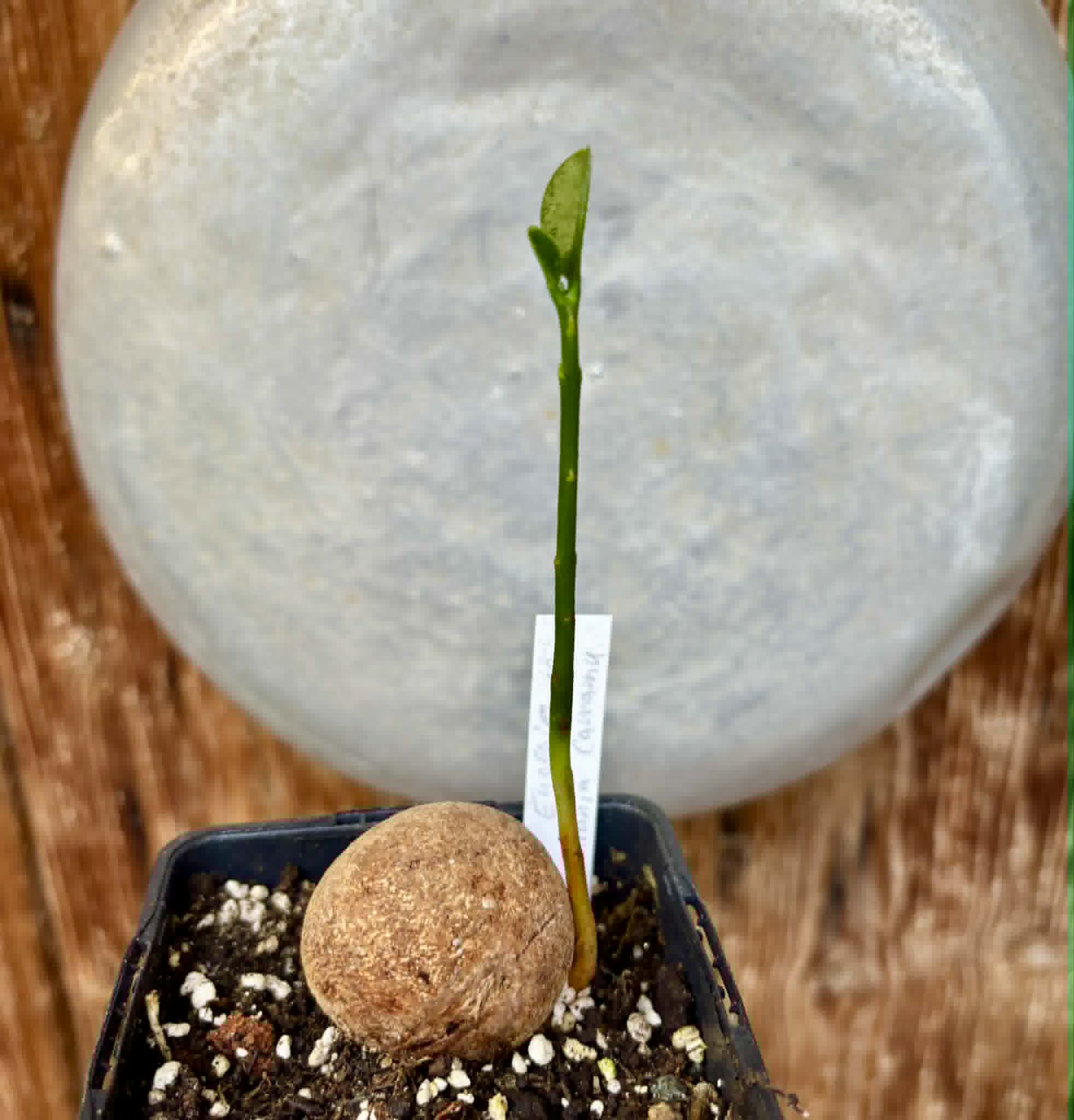 Eugenia sp Laranja Camamu - 1 potted seedling / 1 getopfter Sämling