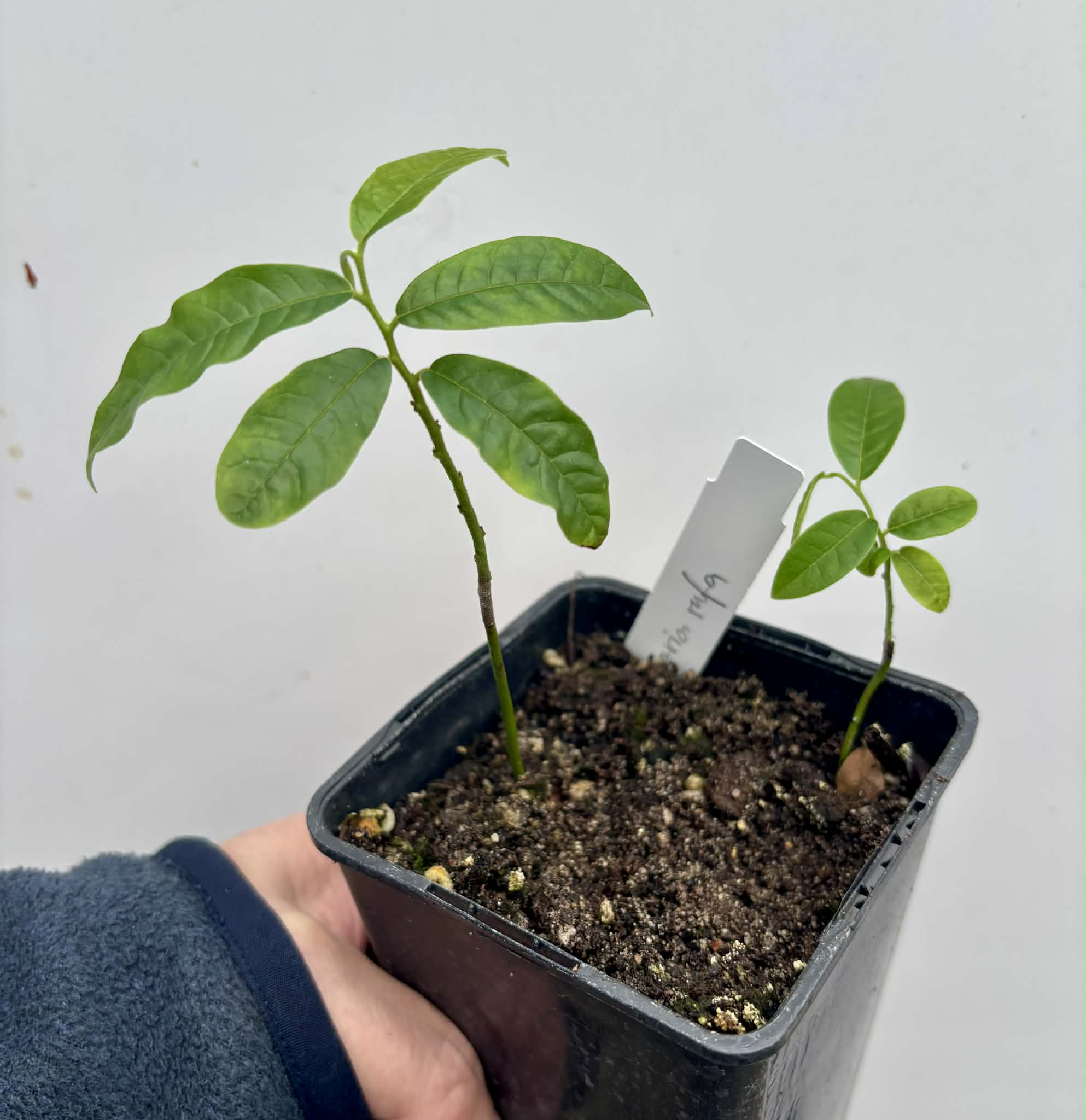 2 in 1 pot - Uvaria rufa -  2 seedlings in one pot / 2 Sämlinge in einem Topf