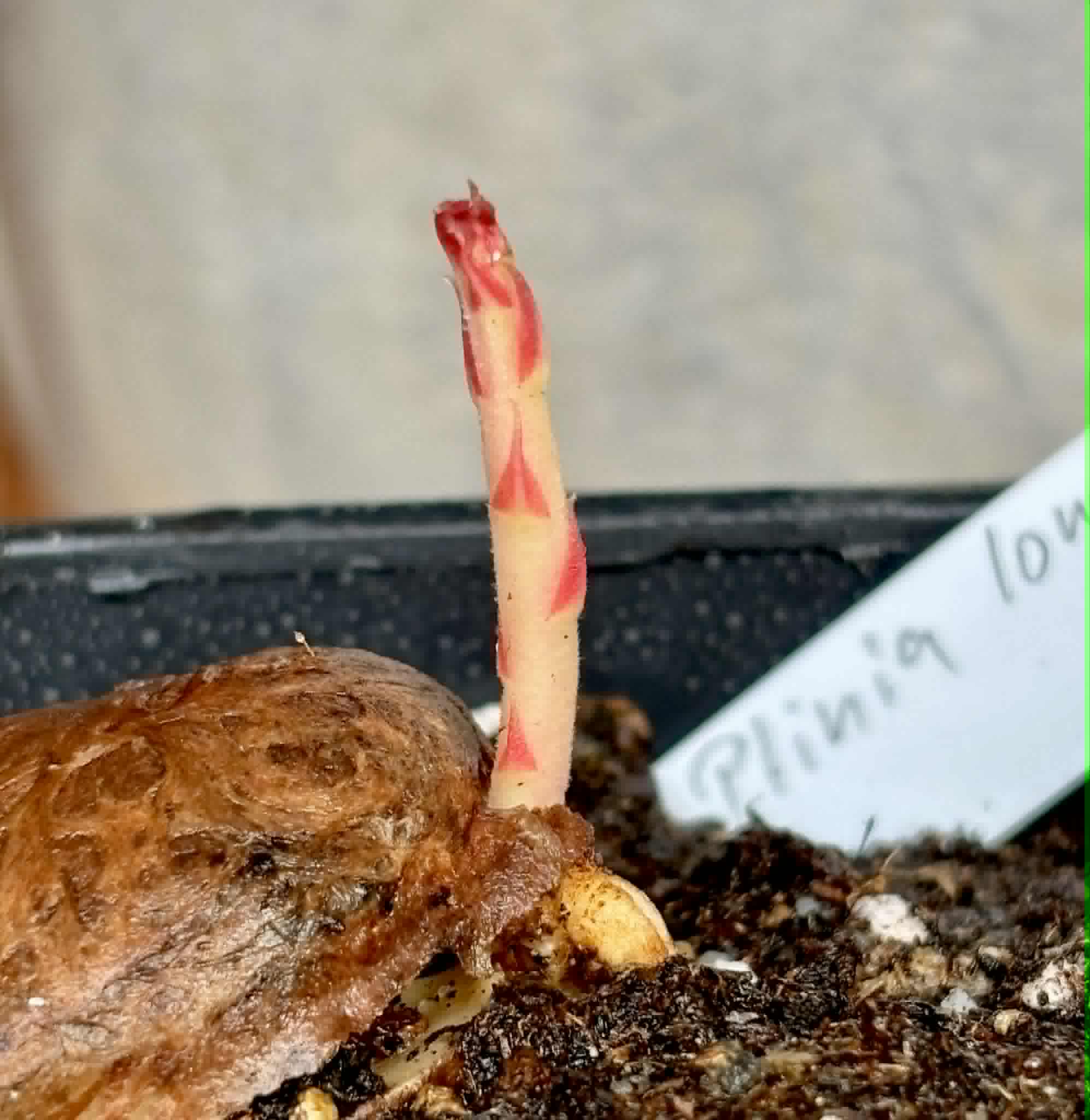 Plinia longiacuminata YELLOW -  1 potted seedling / 1 getopfter Sämling