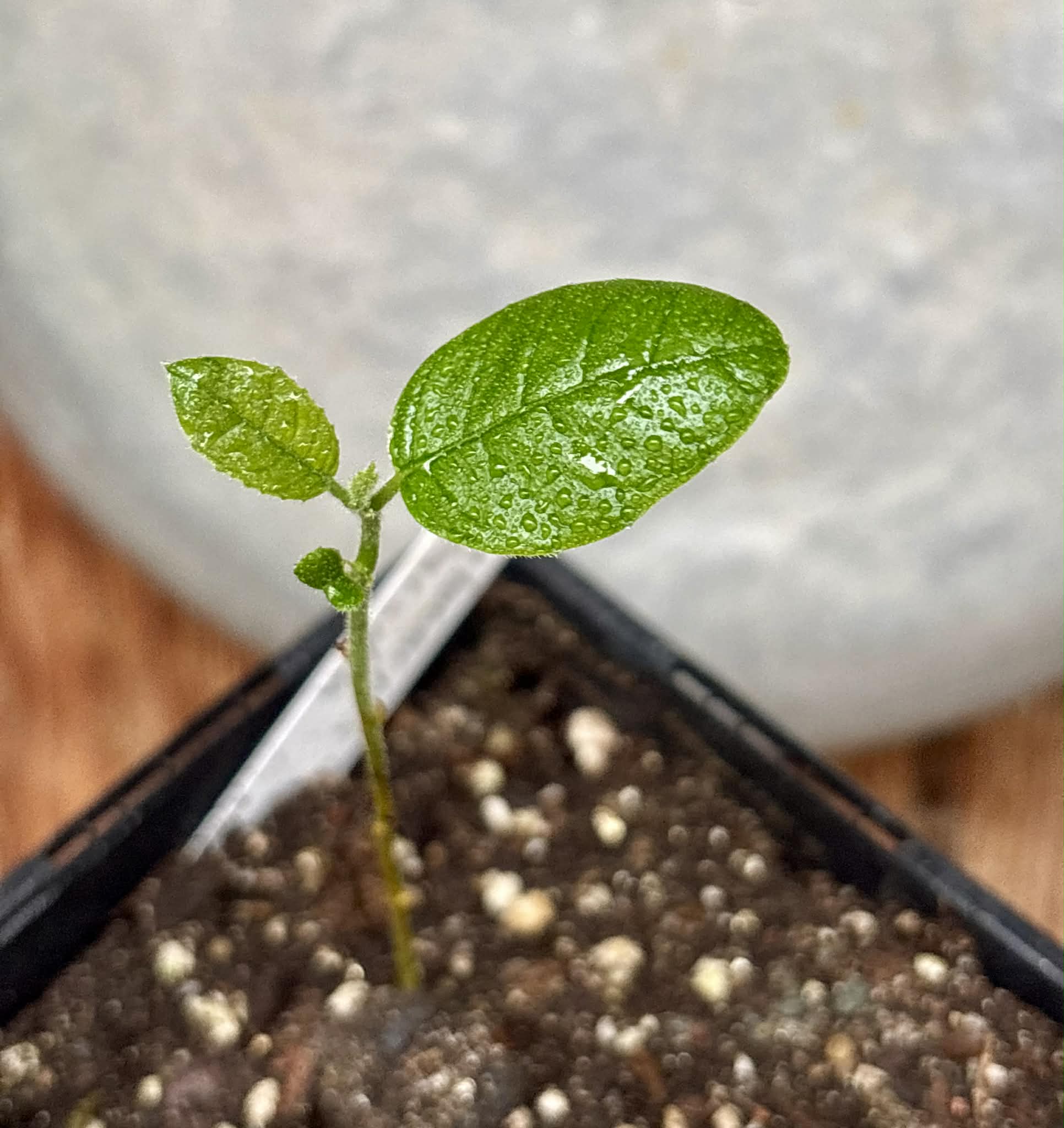 Artocarpus lacucha - Lakoocha  -  1 potted seedling / 1 getopfter Sämling