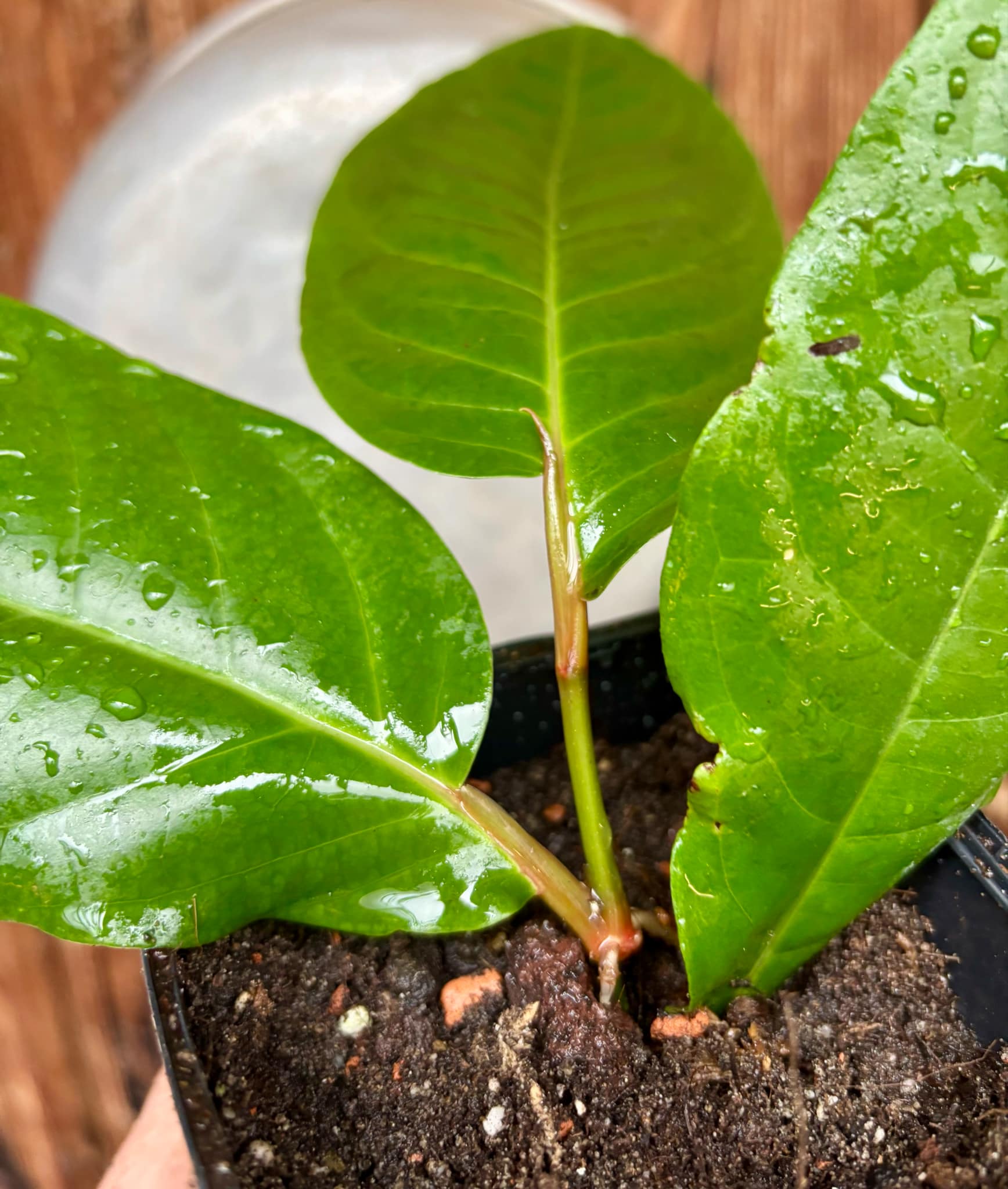 rooted cutting - Long Pepper  (Piper longum) - 1 potted plant / 1 getopfte Pflanze