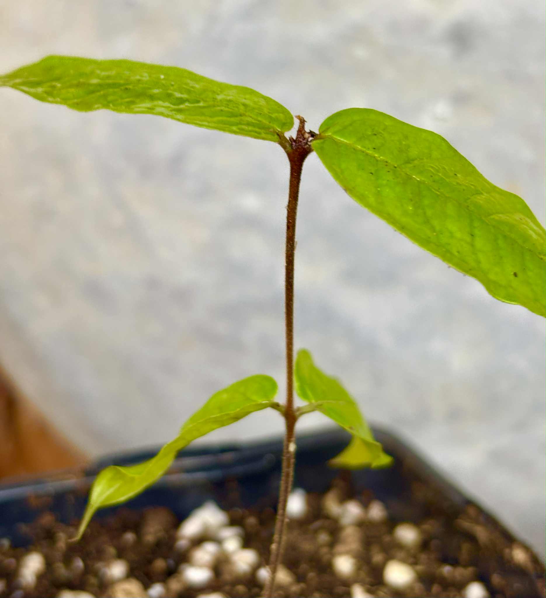Plinia aureana "Branca Costada"  - 1 rooted, potted cutting / 1 bewurzelter, getopfter Steckling