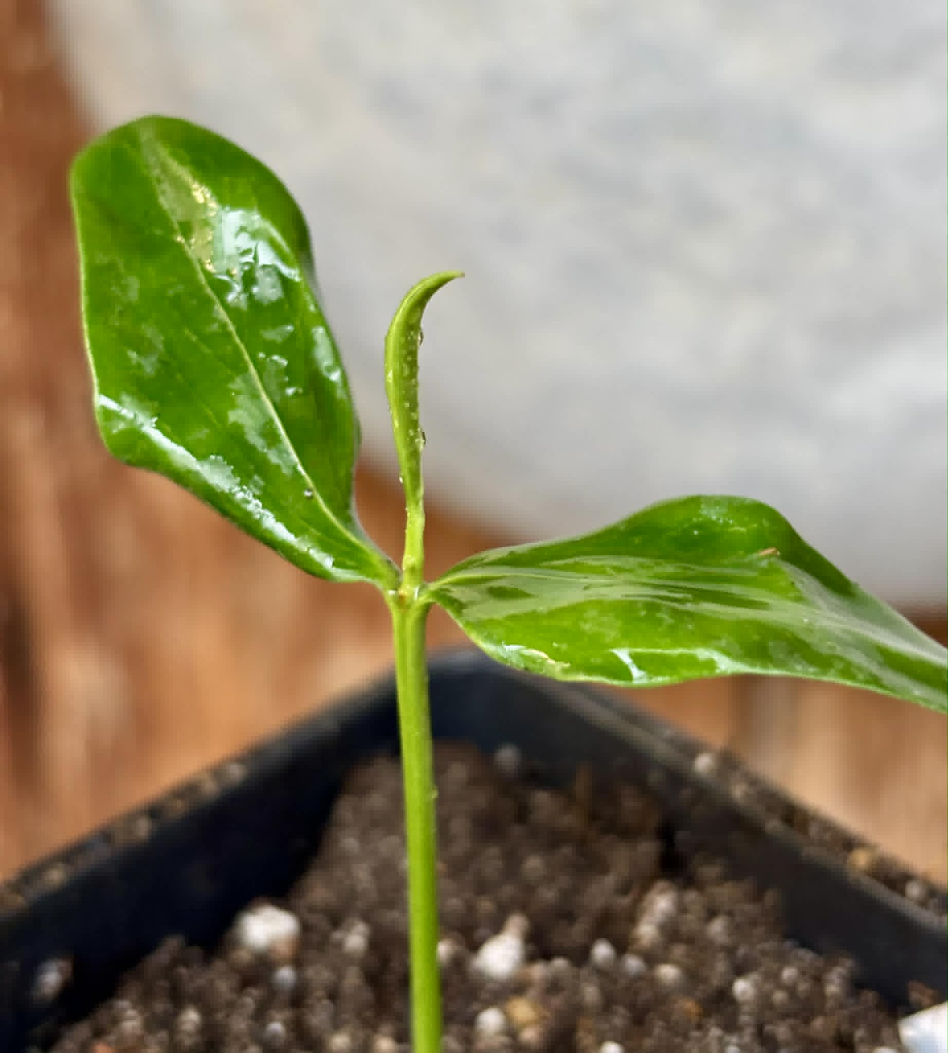 Manilkara longifolia - 1 potted seedling / 1 getopfter Sämling
