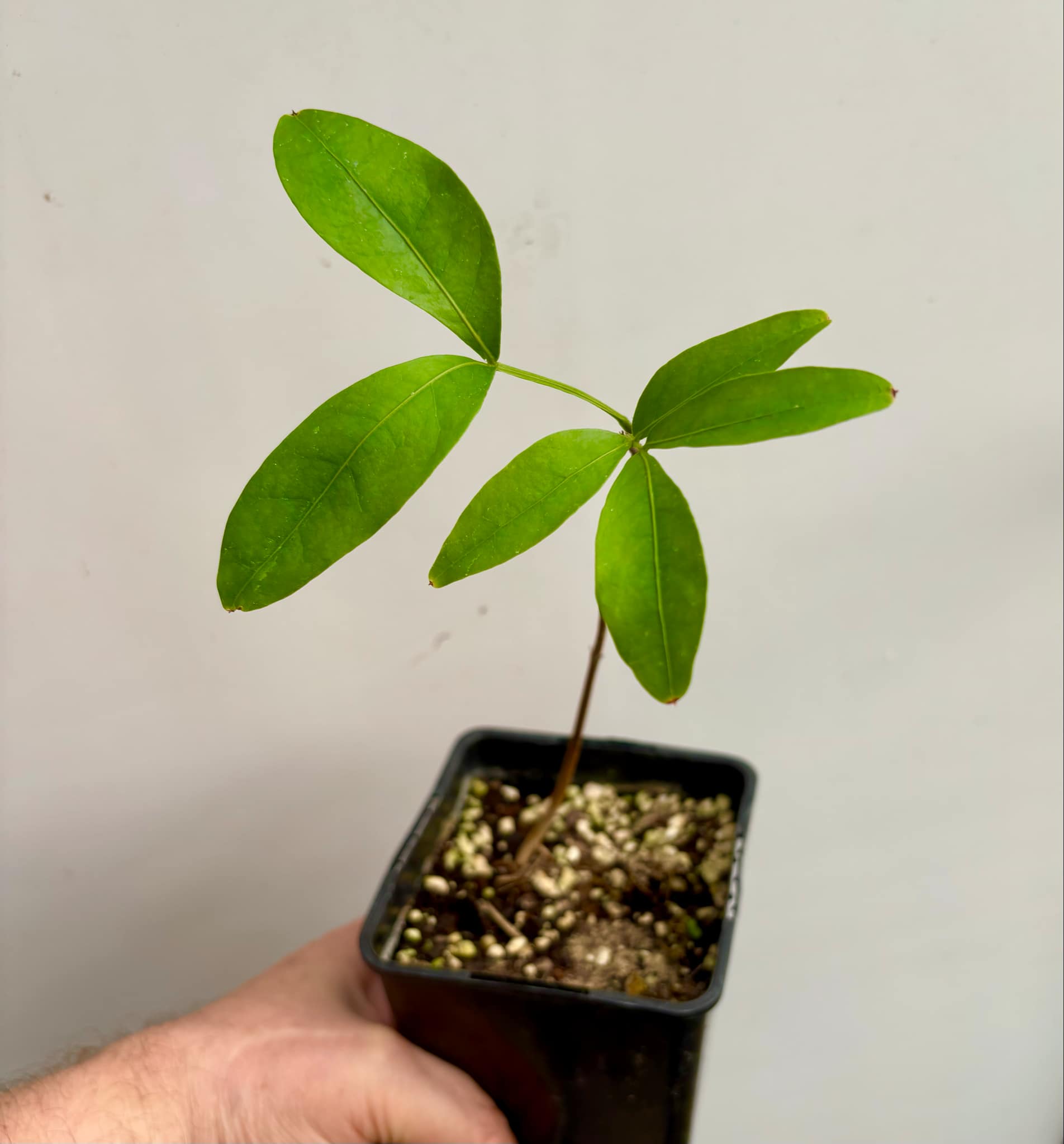 Inga laurina - 1 potted plant / 1 getopfte Pflanze Inga laurina - 1 potted plant / 1 getopfte Pflanze