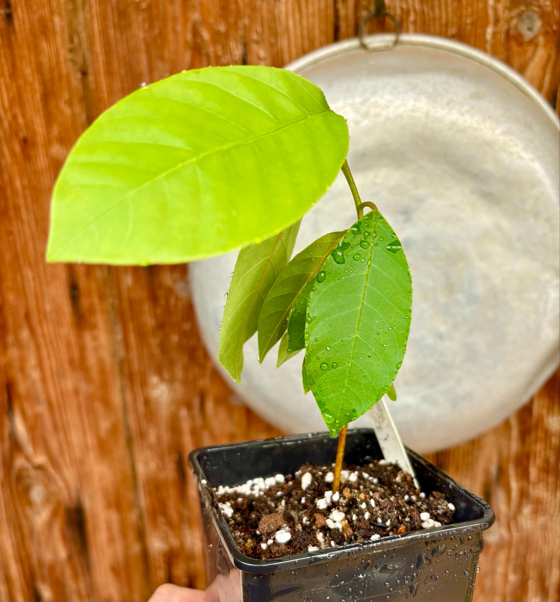 Annona andicola  - 1 potted plant / 1 getopfte Pflanze