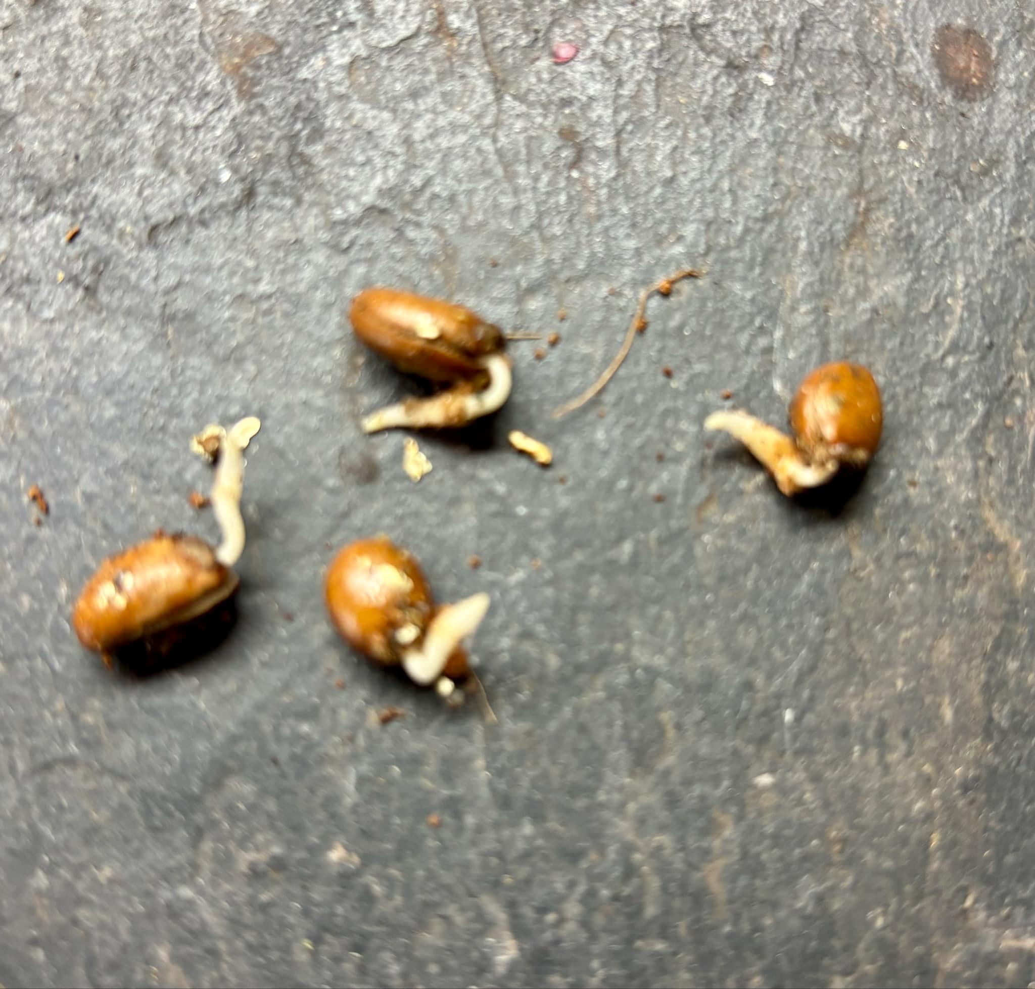 Civet Banana (Uvaria grandiflora) -  1 germinated seed / 1 gekeimter Samen