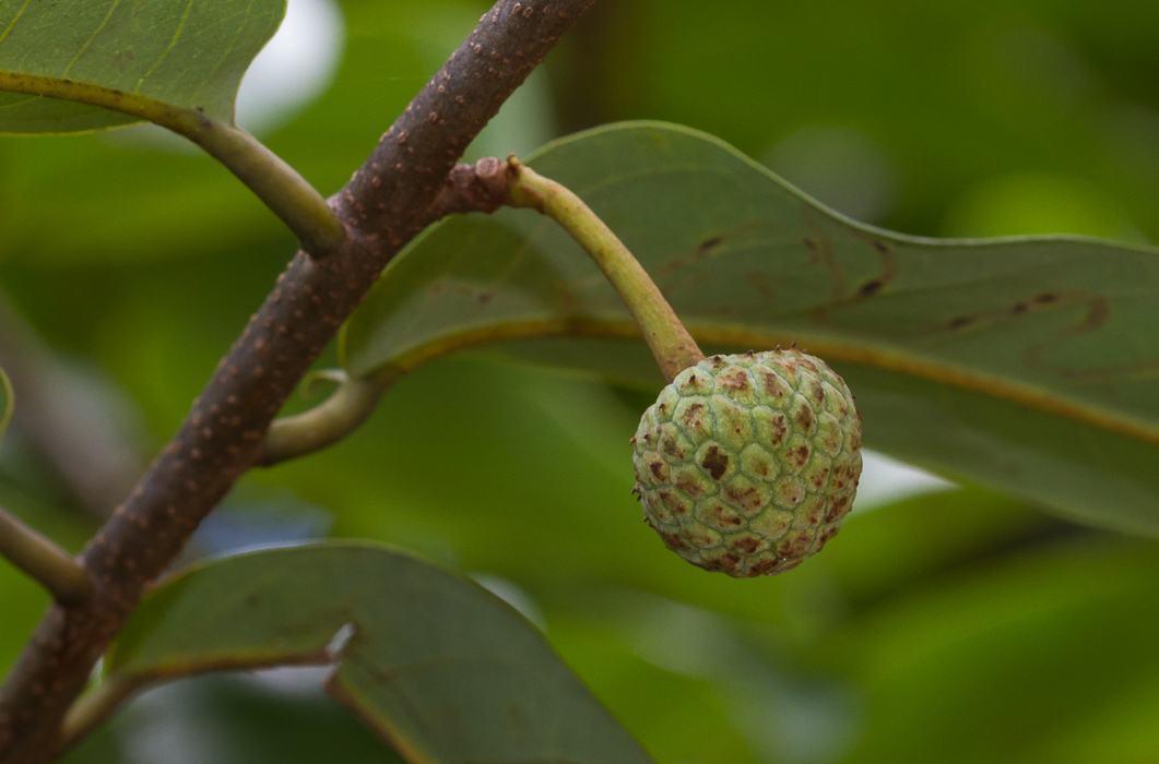 Annona exsucca - 1 fresh seed / 1 frischer Samen