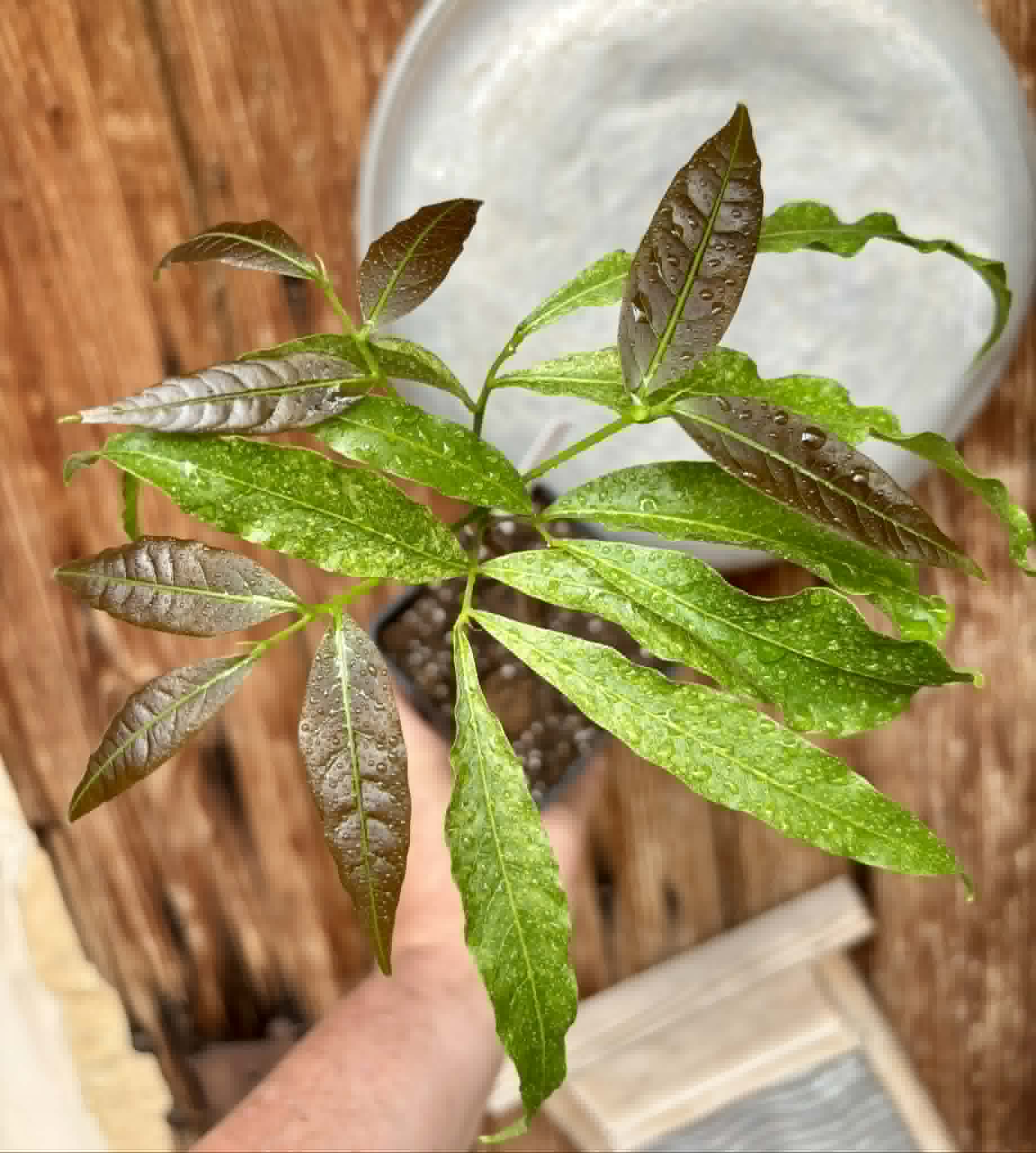 Talisia esculenta - Pitomba do Nordeste - 1 potted seedling / 1 getopfter Sämling