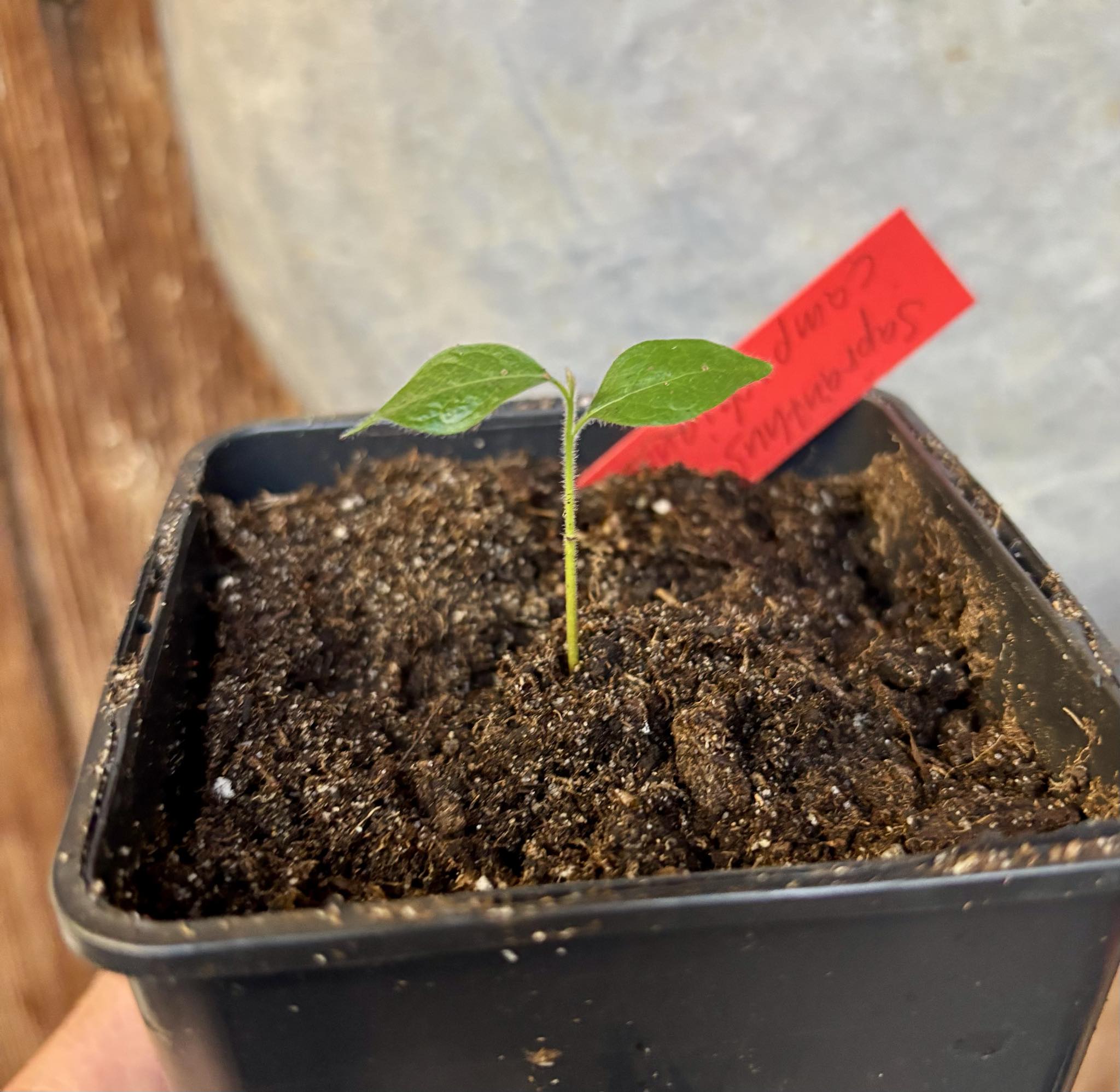 Sapranthus campechianus - 1 potted seedling / 1 getopfter Sämling