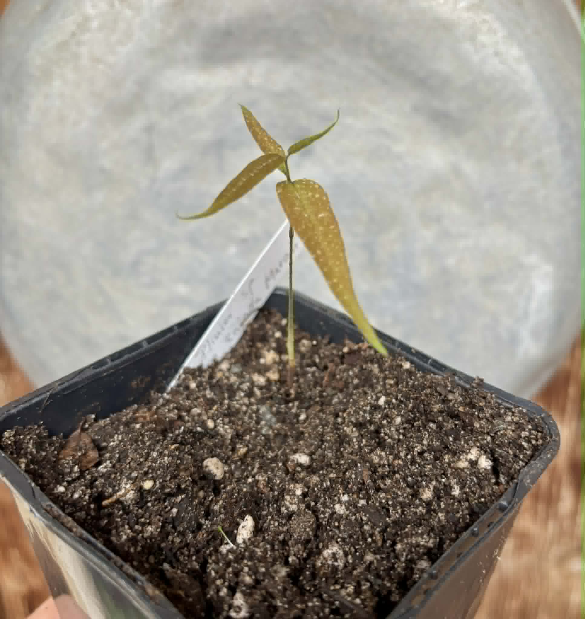 Plinia sp. Pingo de Mel Rajada Maraú -  1 potted seedling / 1 getopfter Sämling