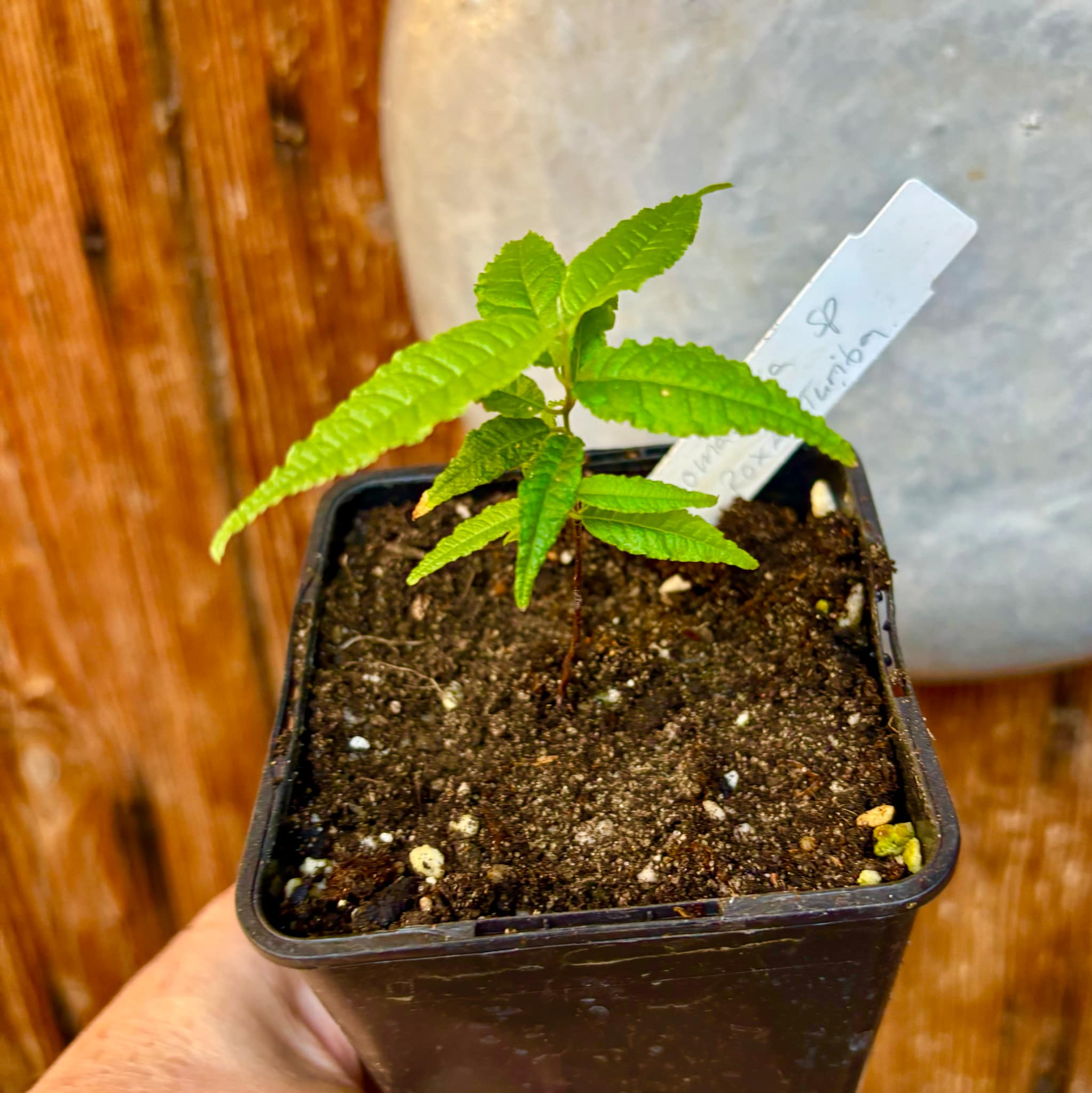 Campomanesia sp Roxa Turiba - 1 small potted seedling / 1 kleiner, getopfter Sämling