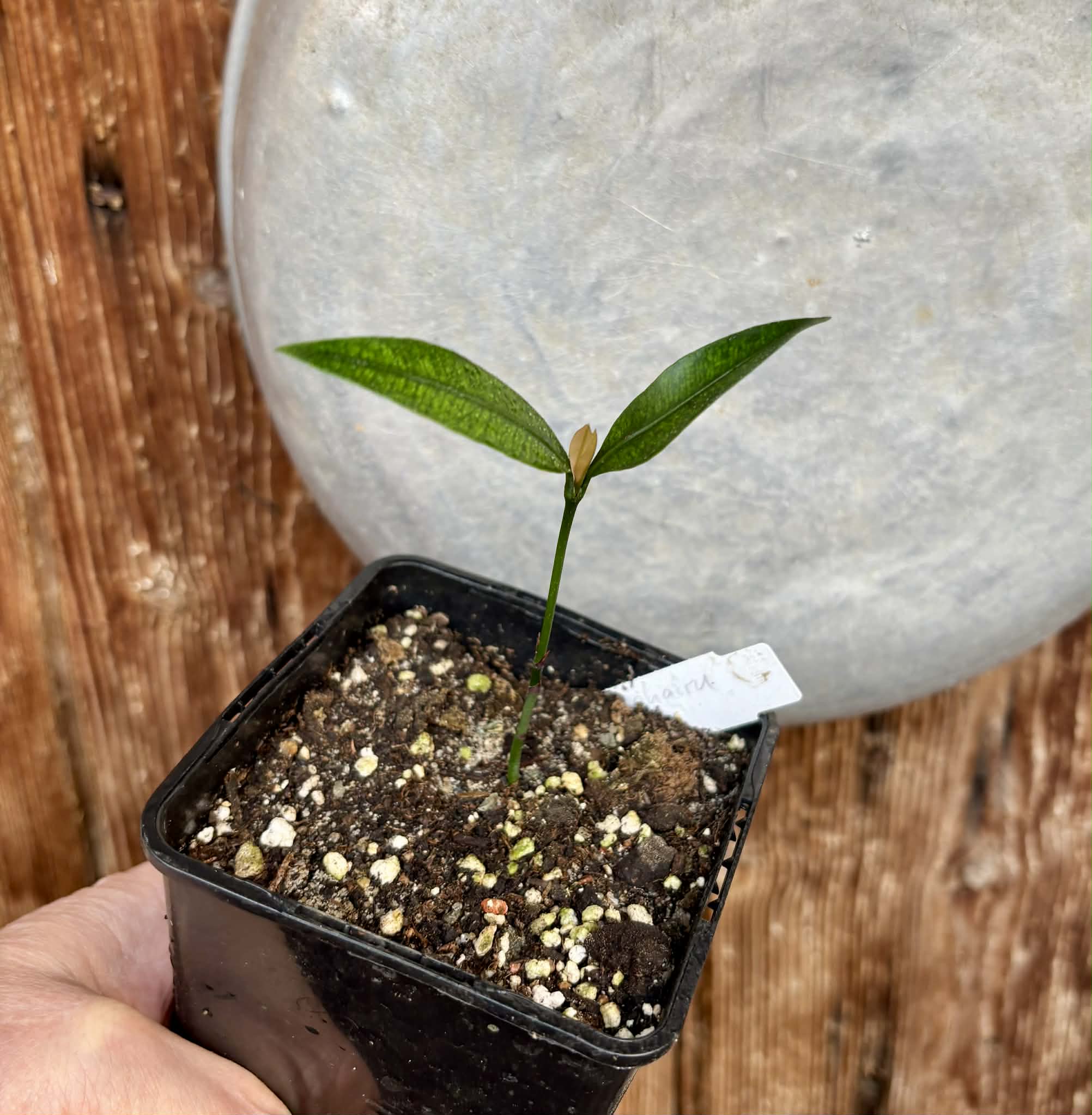 Achachairu (Garcinia humilis) - 1 potted seedling / 1 getopfter Sämling