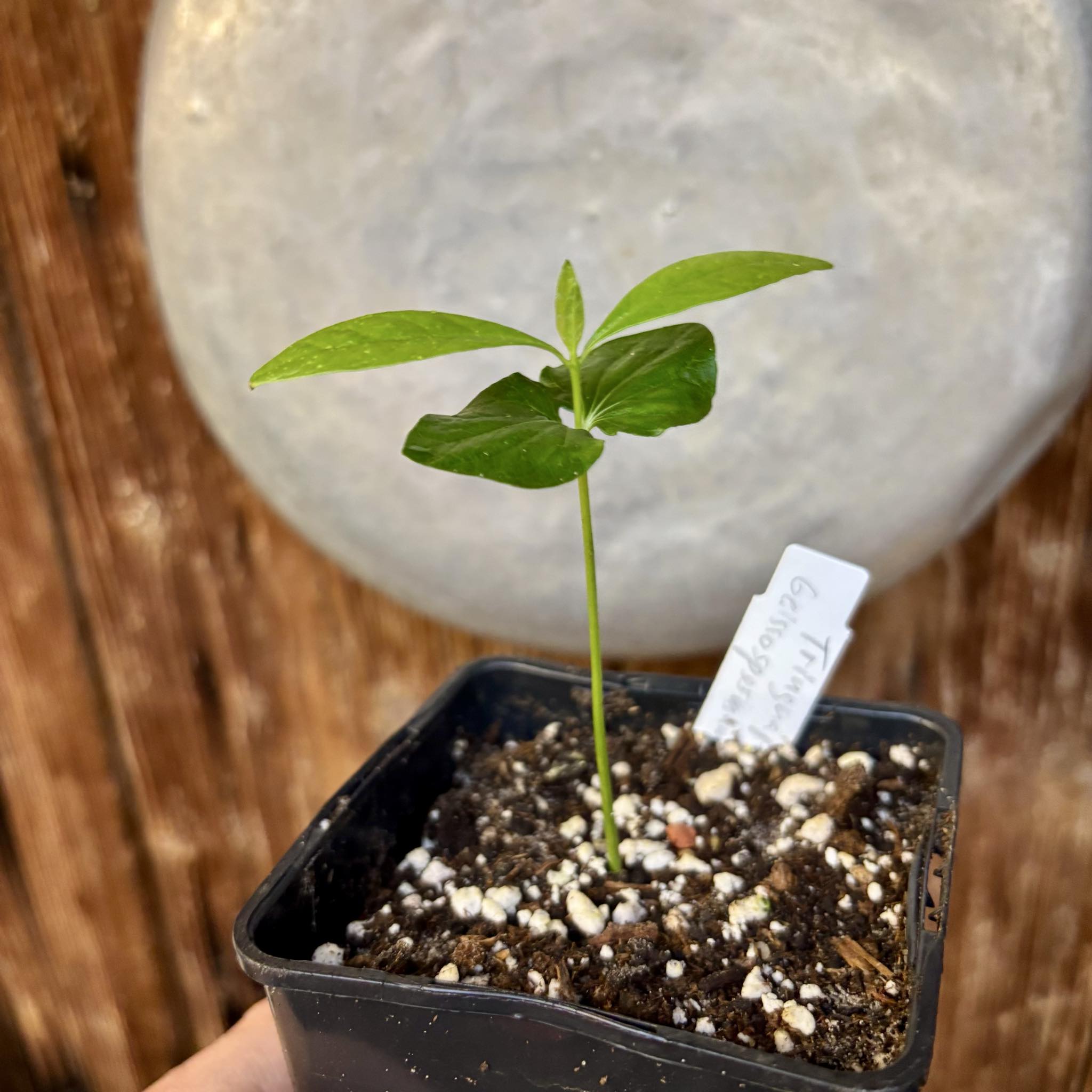 Tringuapa (Geissospermum laeve)  - 1 potted seedling / 1 getopfter Sämling