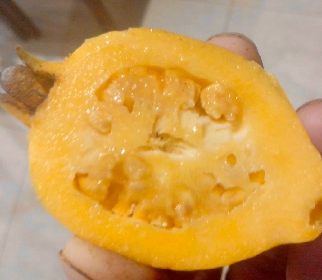 Yellow Pear Shape Guava (Psidium guajava var.) - 1 potted small plant / 1 kleine, getopfte Pflanze Yellow Pear Shape Guava (Psidium guajava var.) - 1 potted small plant / 1 kleine, getopfte Pflanze
