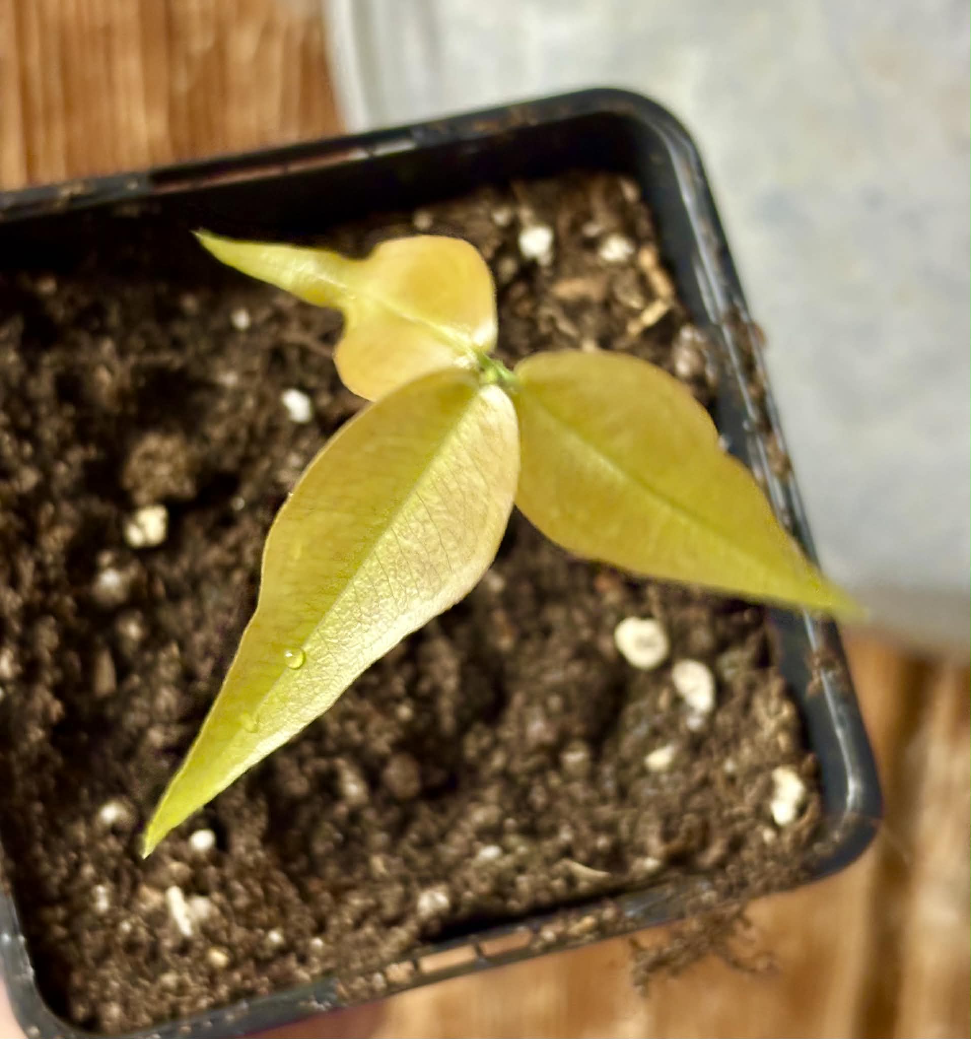 Plinia sp. Cachoeiro de Itapemirim - 1 potted seedling / 1 getopfter Sämling