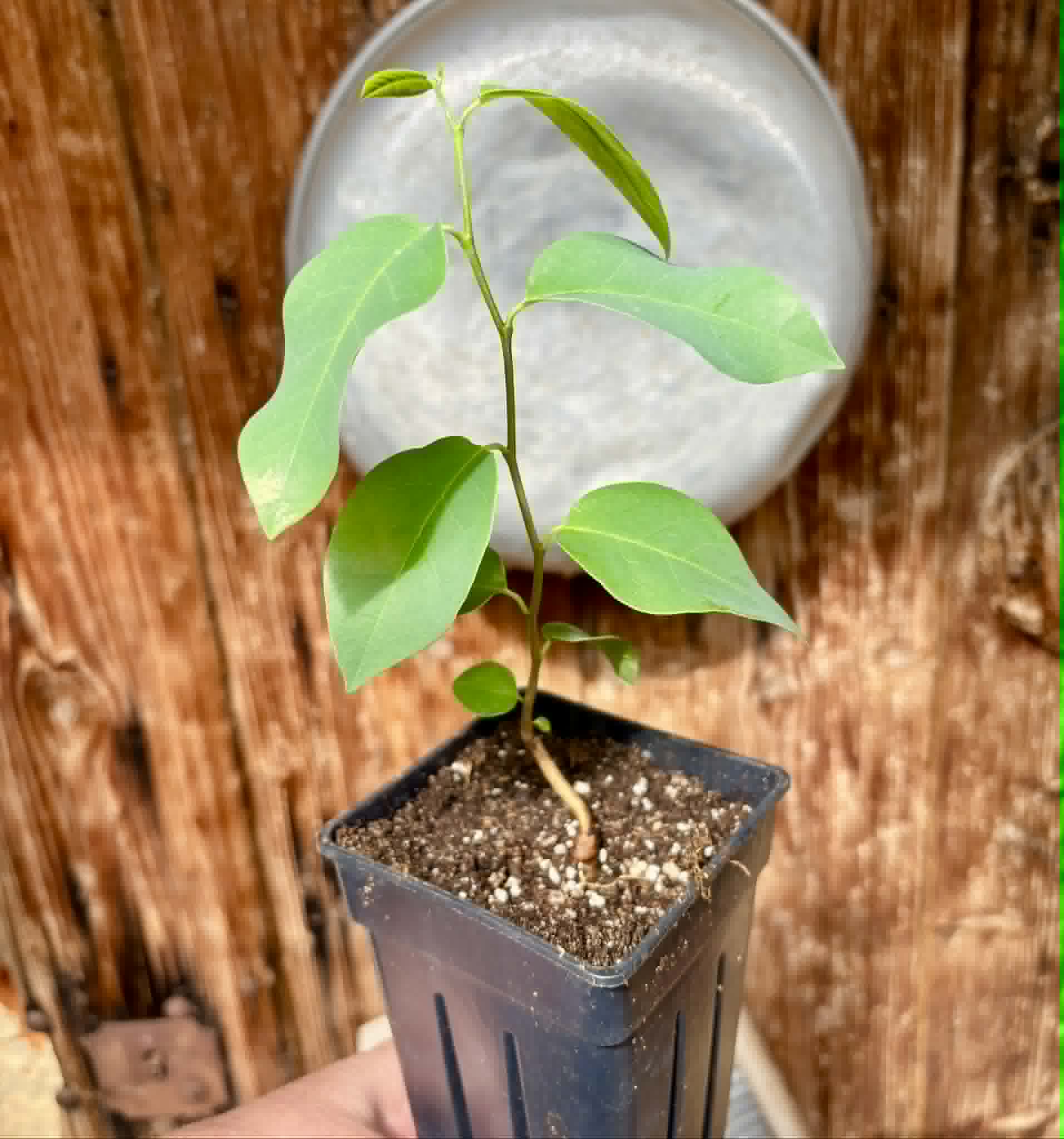 Araticum Pinha (Annona vepretorum)  - 1 potted plant / 1 getopfte Pflanze