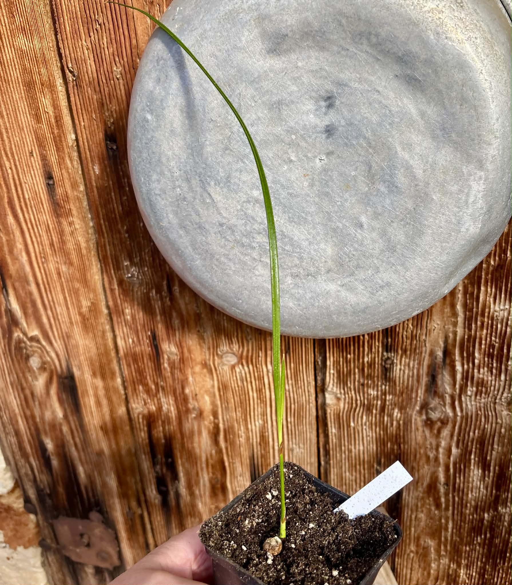 Jelly Palm (Butia odorata) -  1 potted plant / 1 getopfte Pflanze