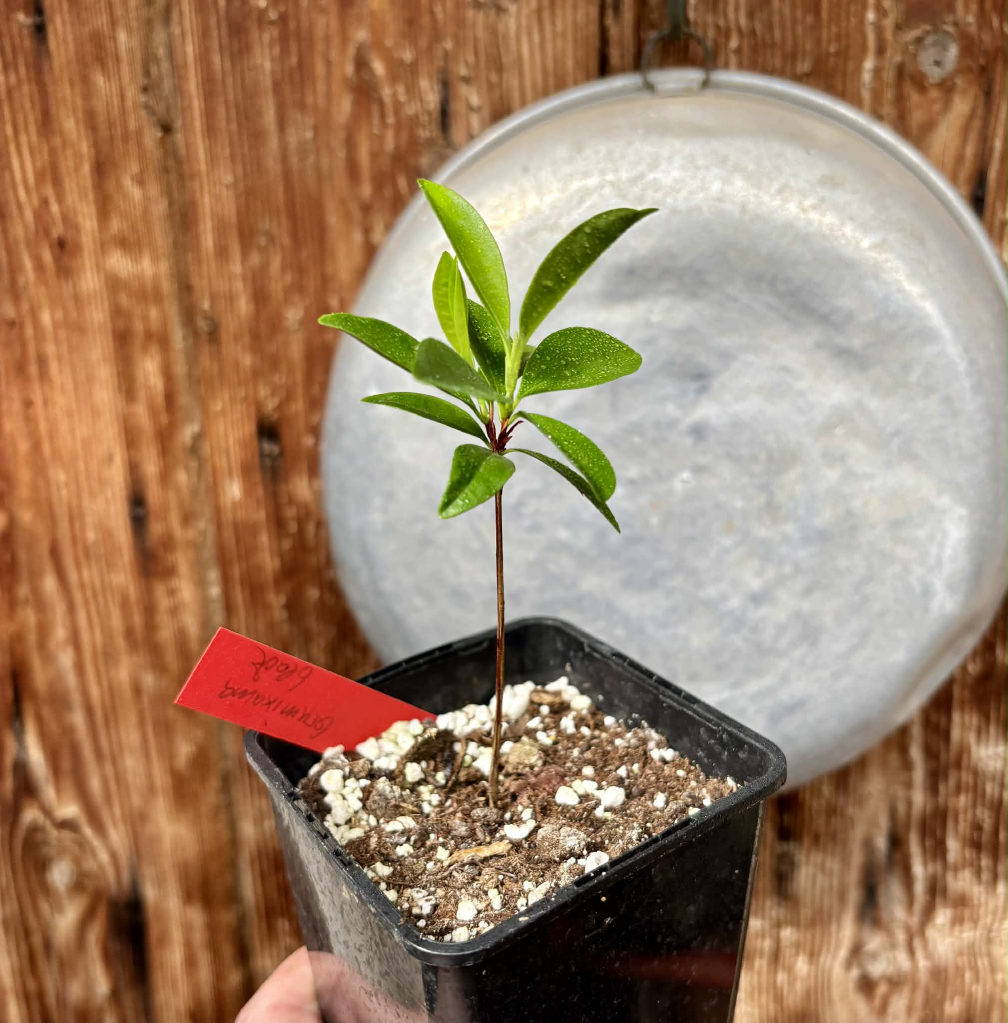 Grumixama (Eugenia brasiliensis) - 1 potted seedling / 1 getopfter Sämling