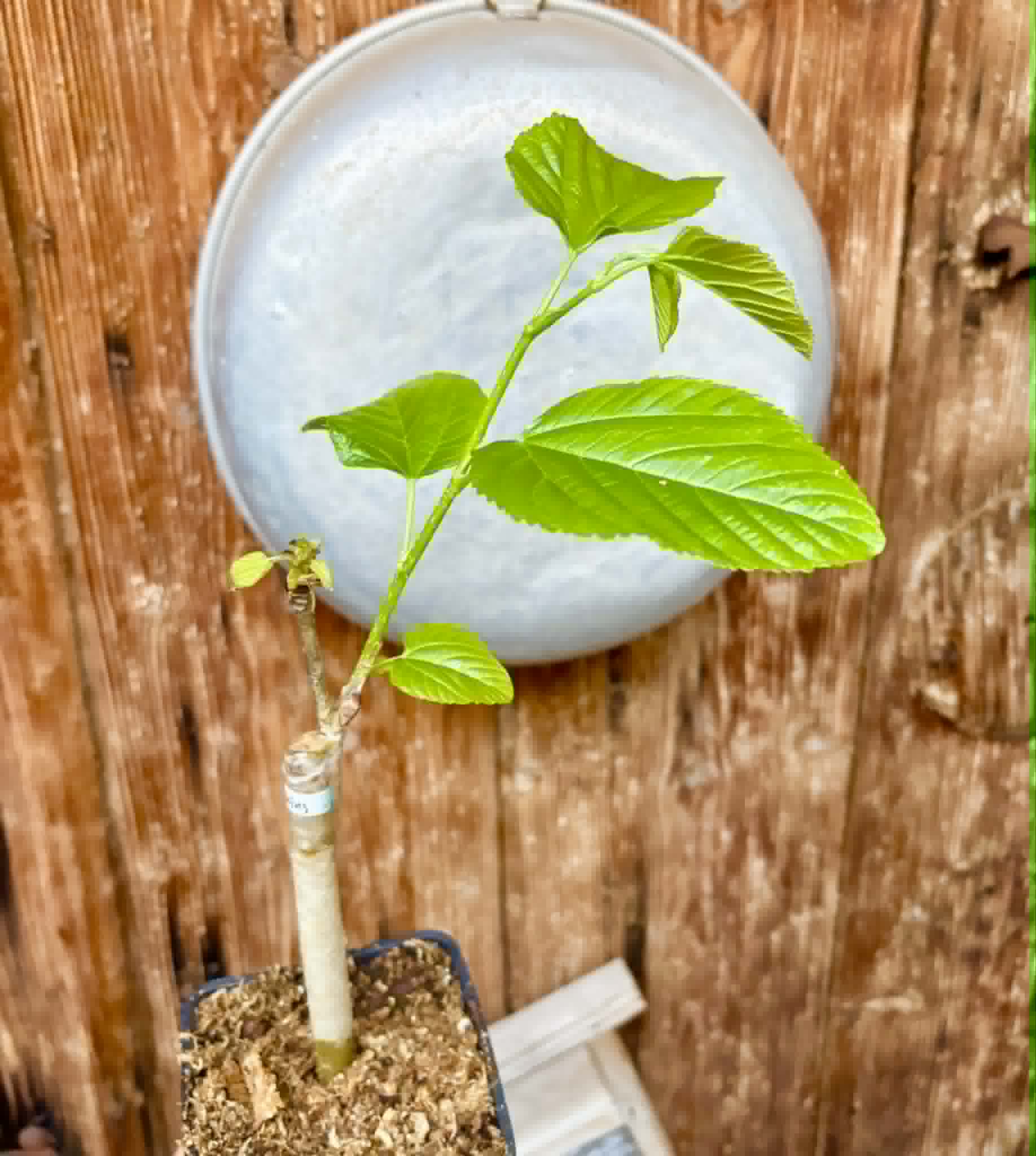 White King (Morus macroura var. laevigata) - 1 grafted, potted plant / 1 veredelte, getopfte Pflanze