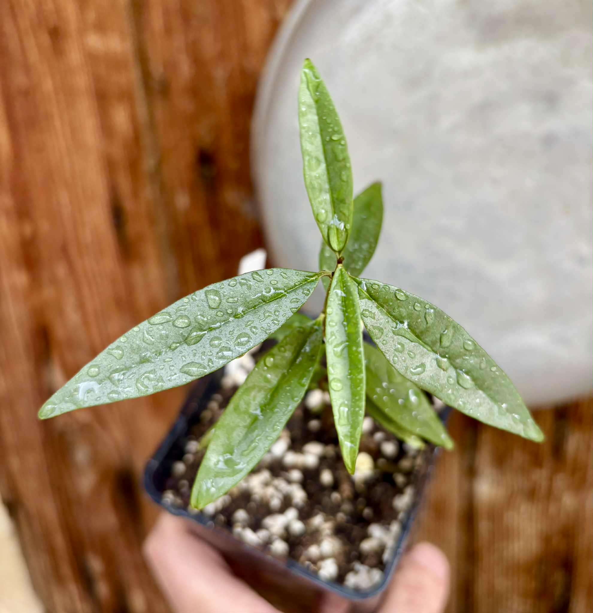 Eugenia pruniformis - Ameixa da Preta - 1 potted plant / 1 getopfte Pflanze