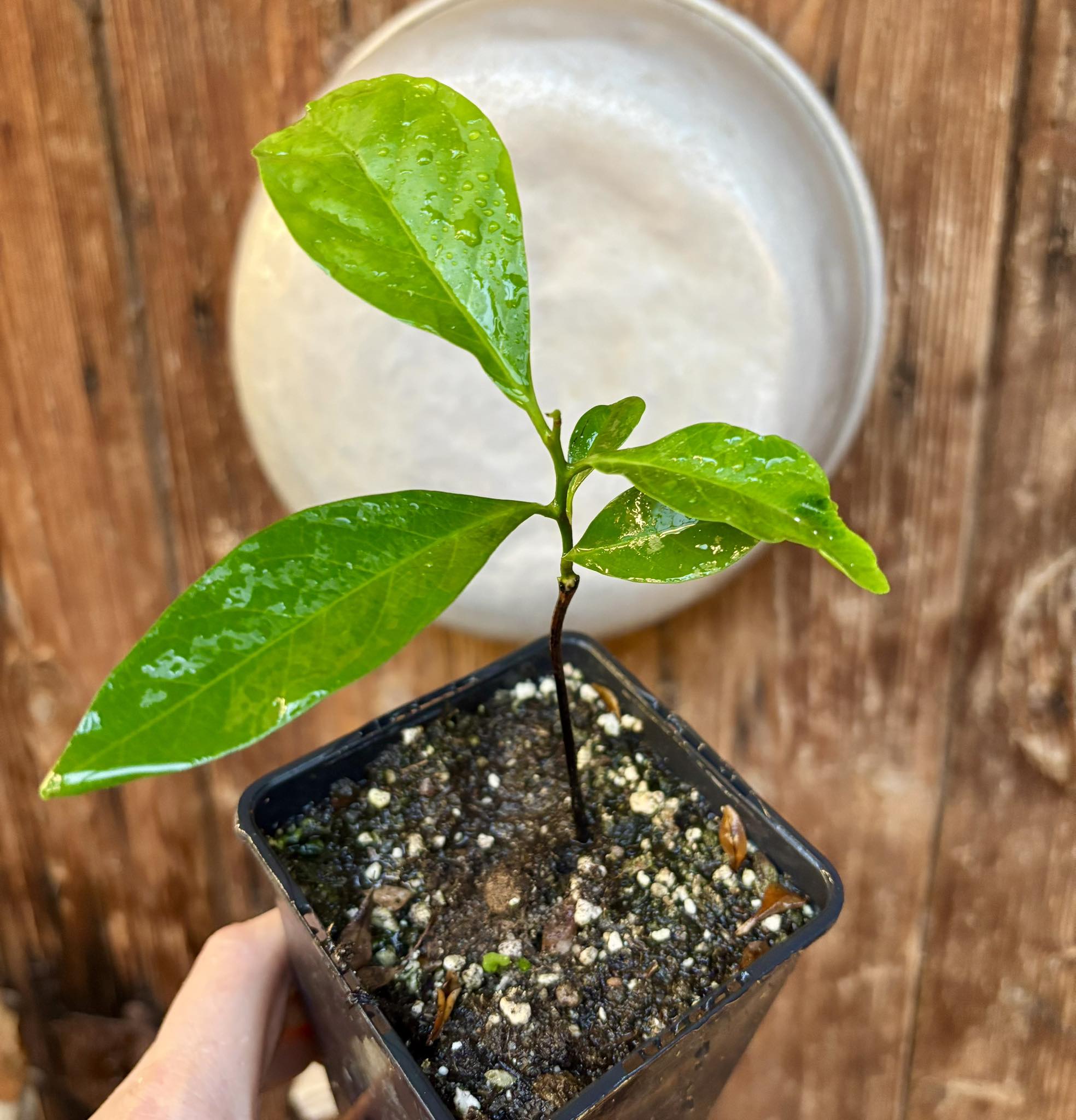 Diospyros nigra - Black Sapote - 1 potted plant / 1 getopfte Pflanze