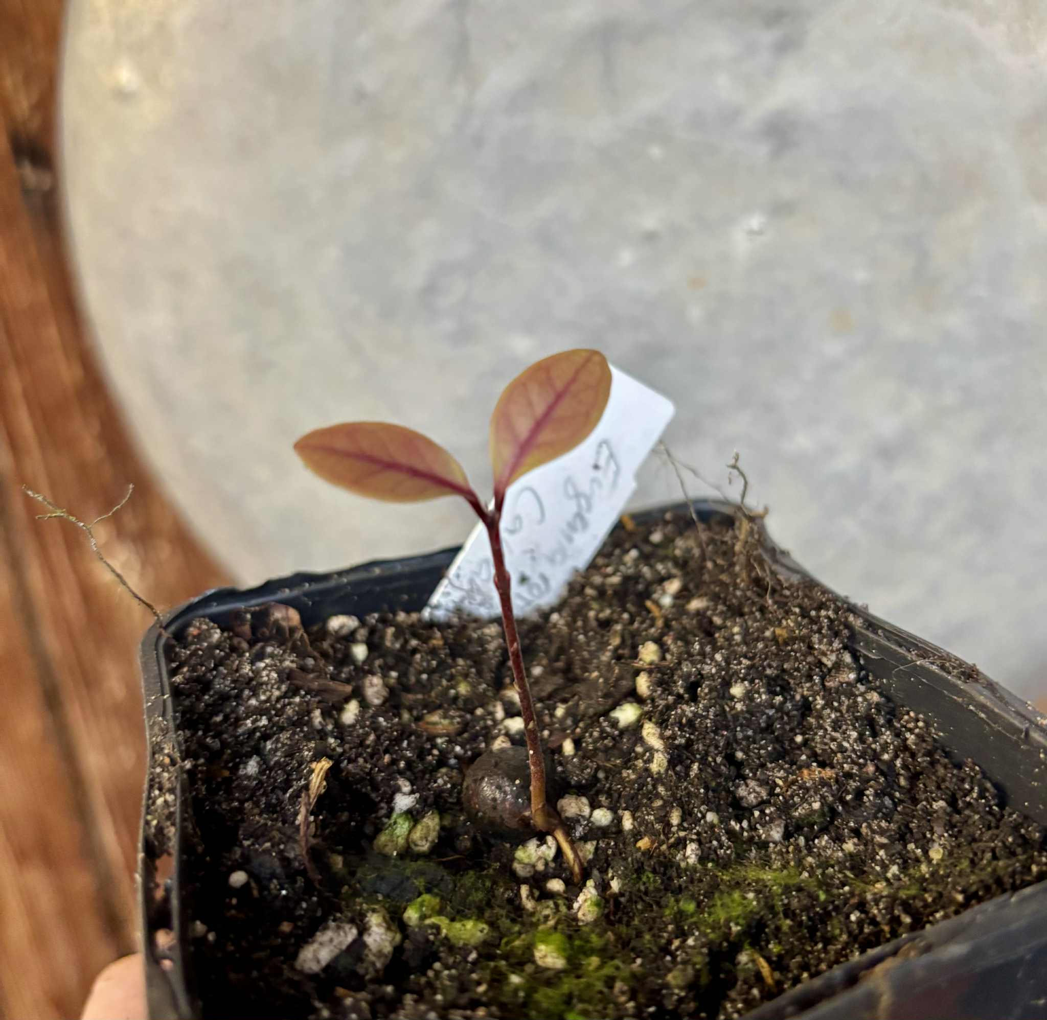 Eugenia rotundifolia var. Camamu - 1 potted seedling / 1 getopfter Sämling