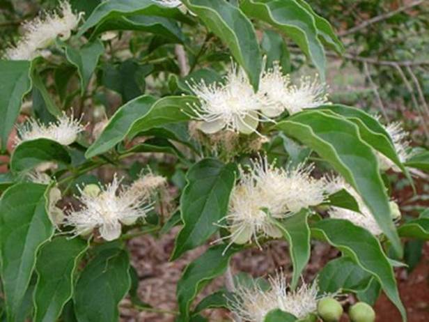 Campomanesia eugenioides - Rare exotic plant - Seltene exotische Pflanze